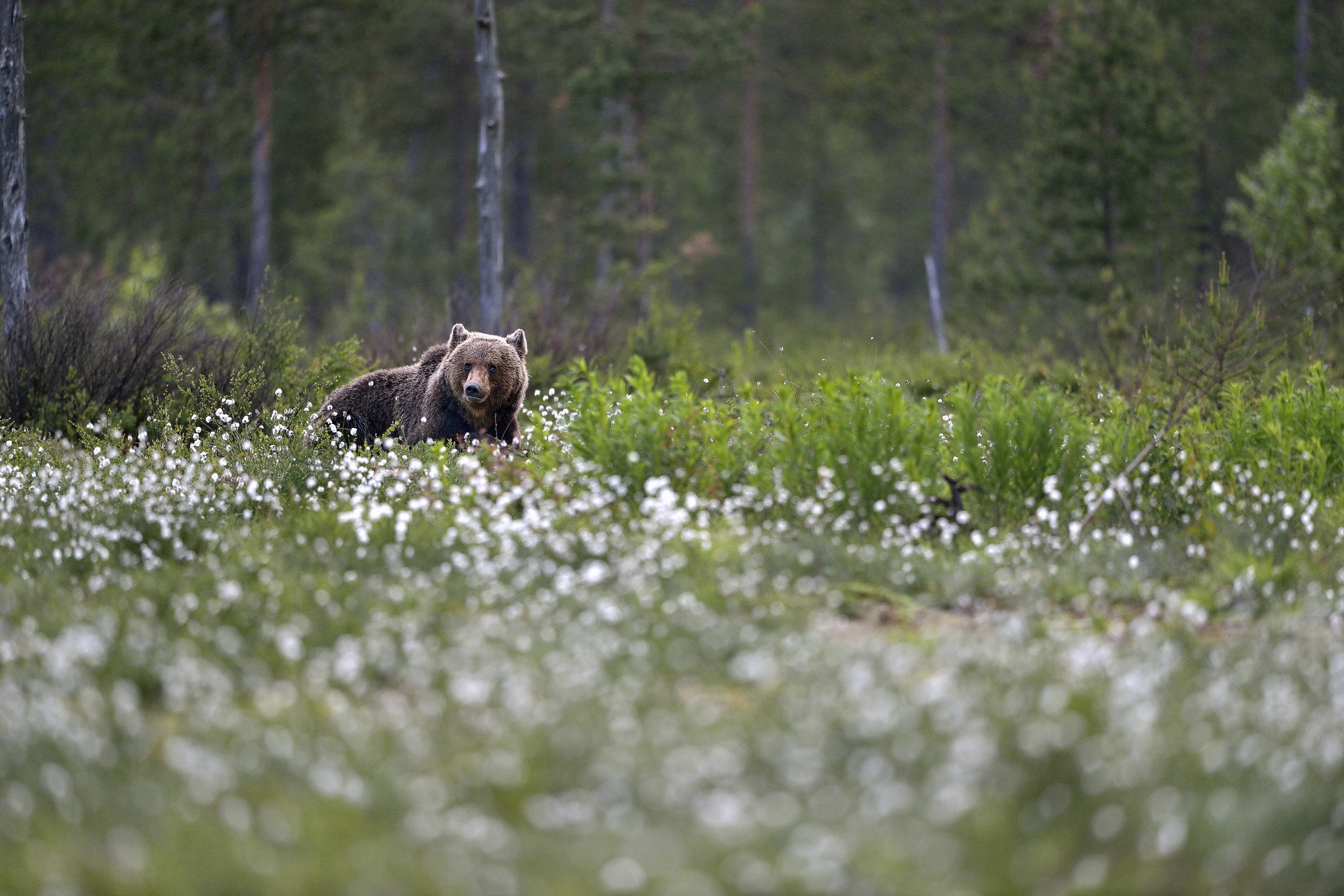 Finlandia 2014 - Boreal, orso bruno