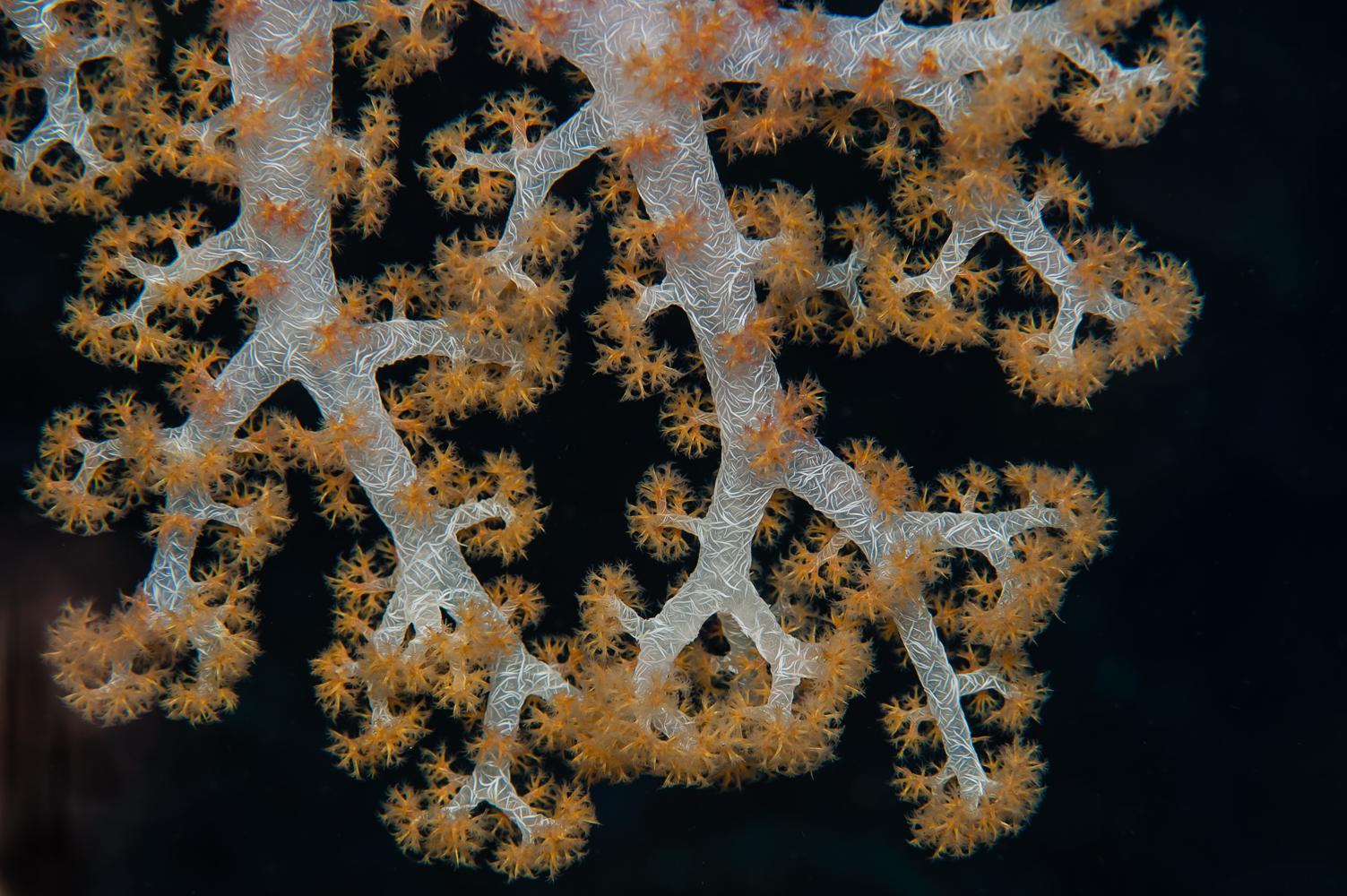 dendronephthya sp.