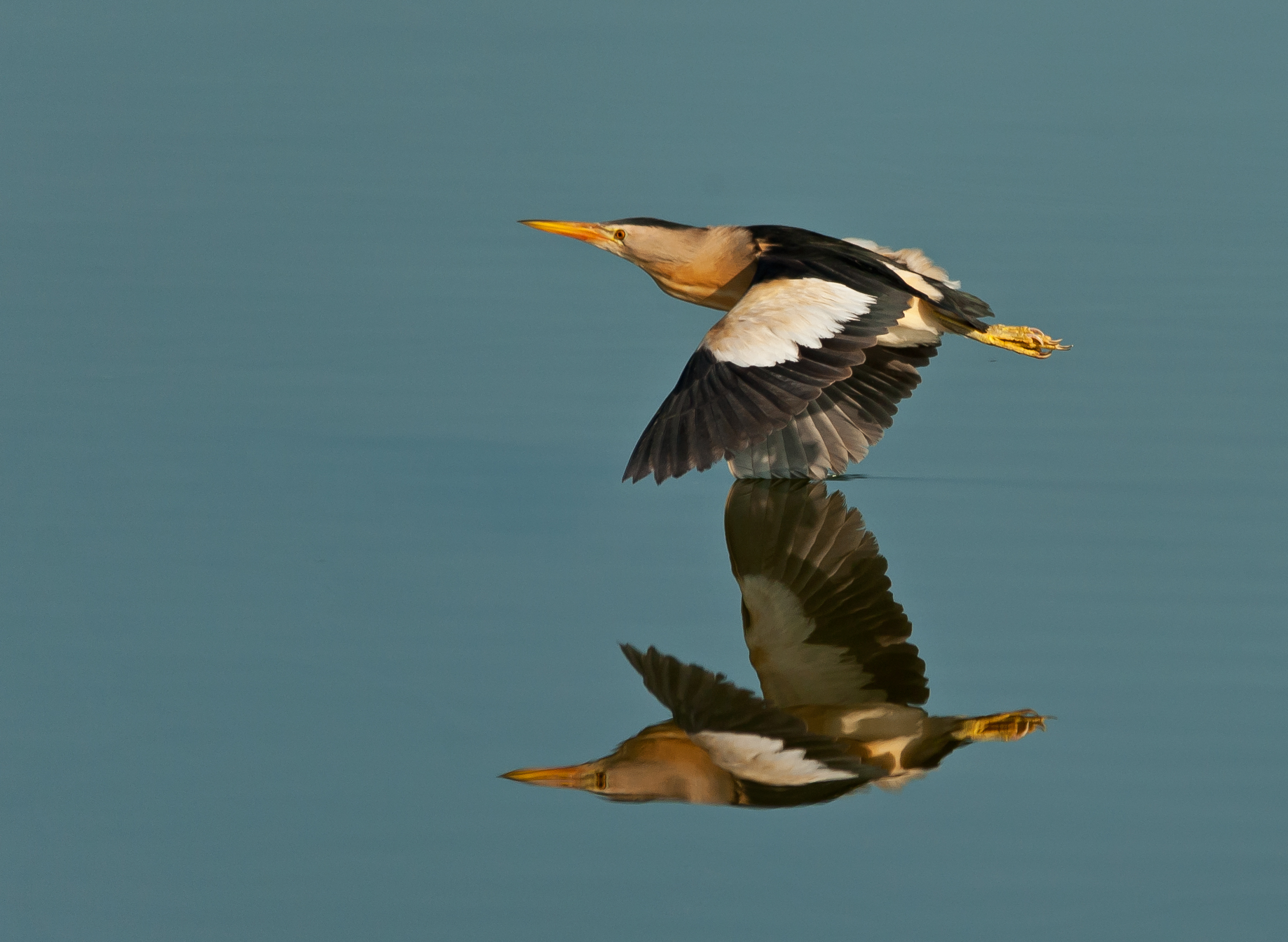 Tarabusino allo specchio