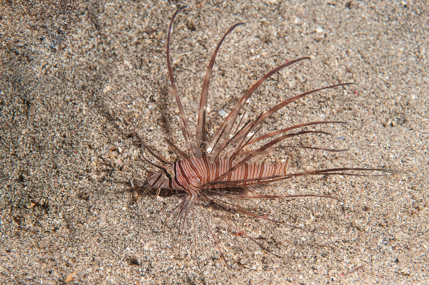 Pterois volitans