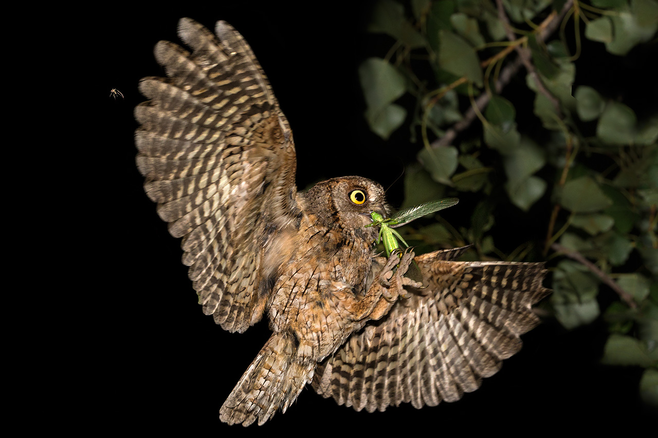 Screech Owl - Scoops Owl