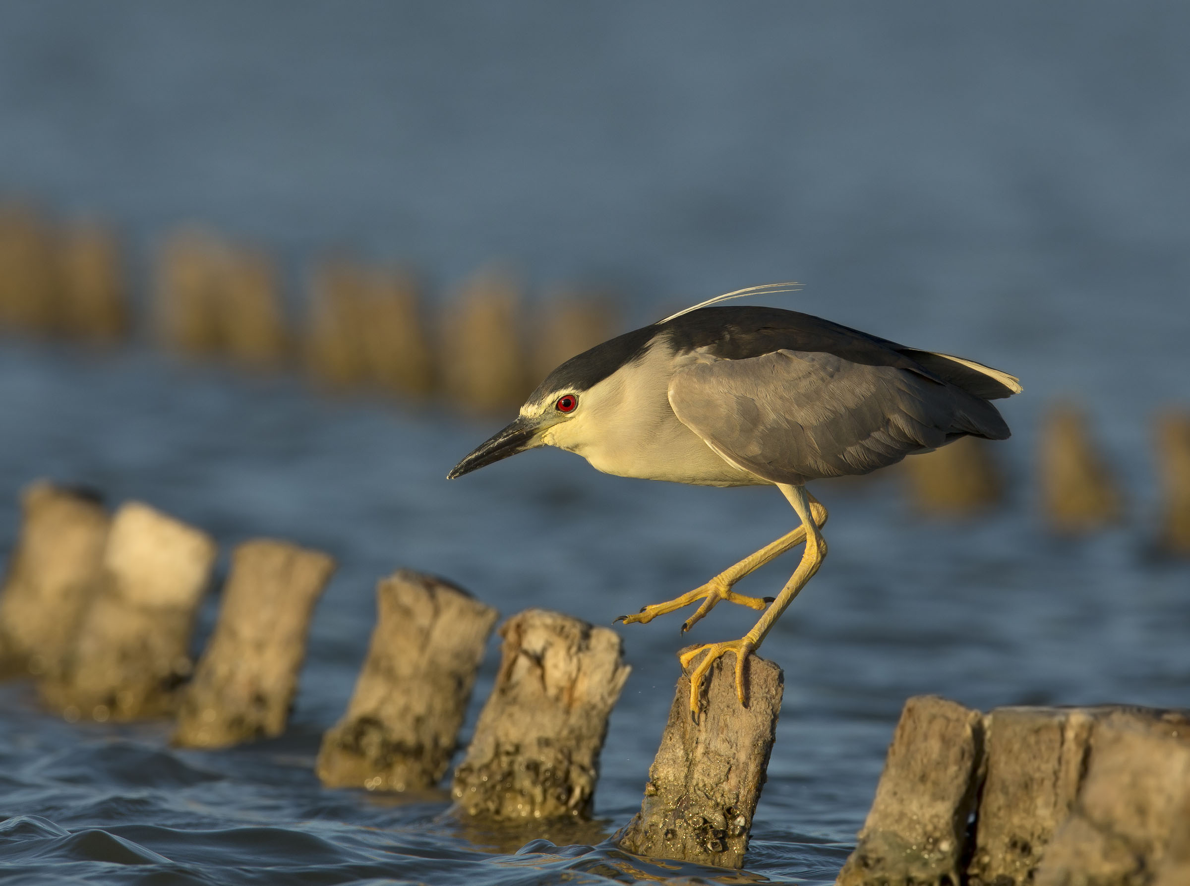 nitticora al tramonto