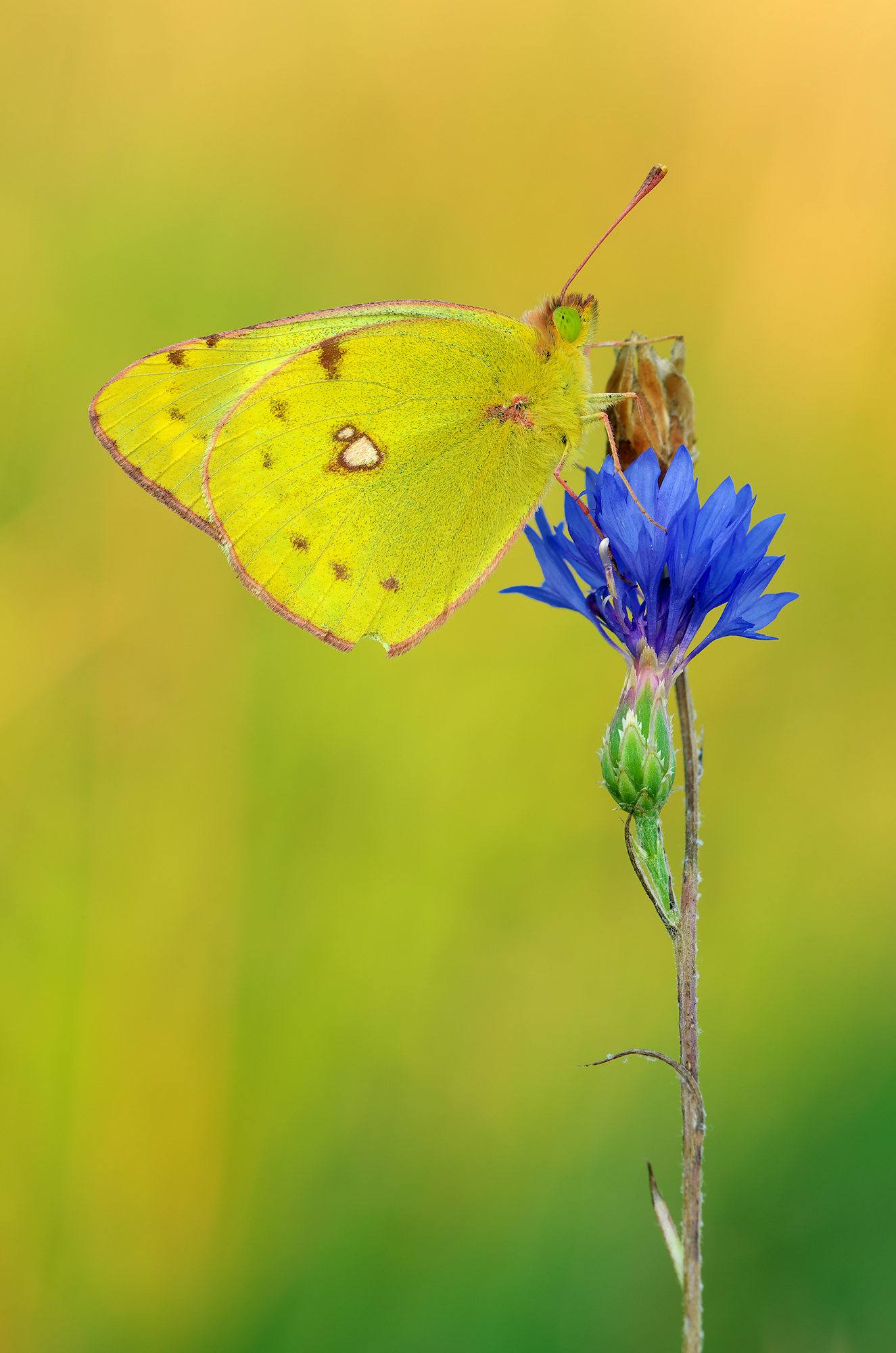 Colias hyale