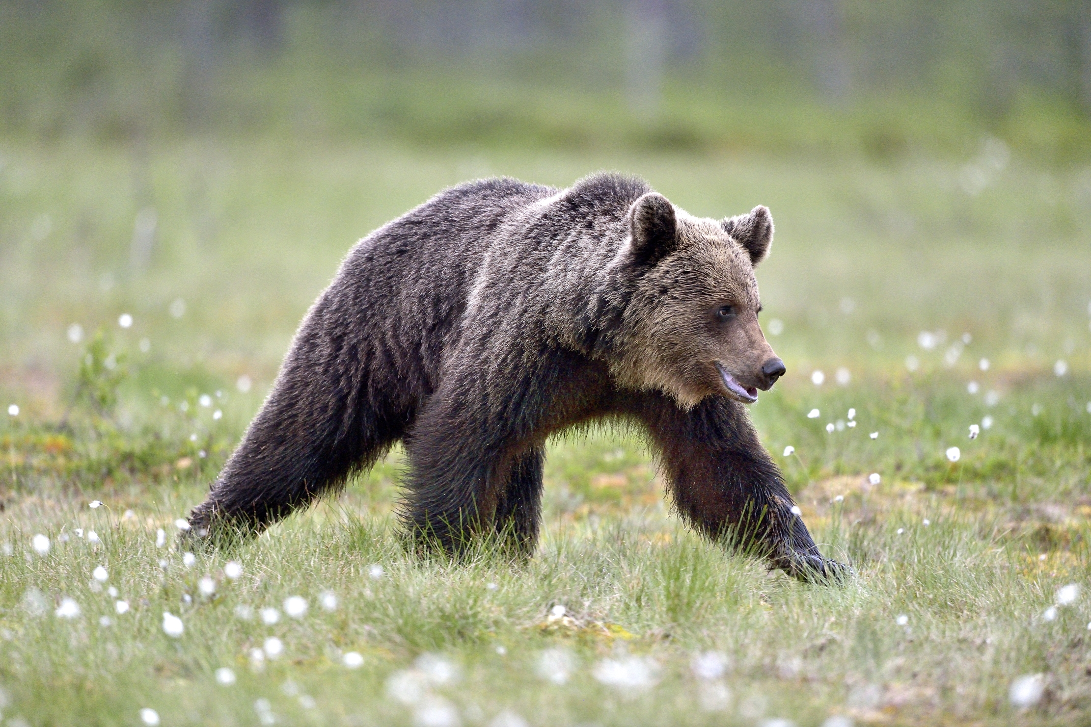 Finlandia 2014 - Boreal, orso bruno