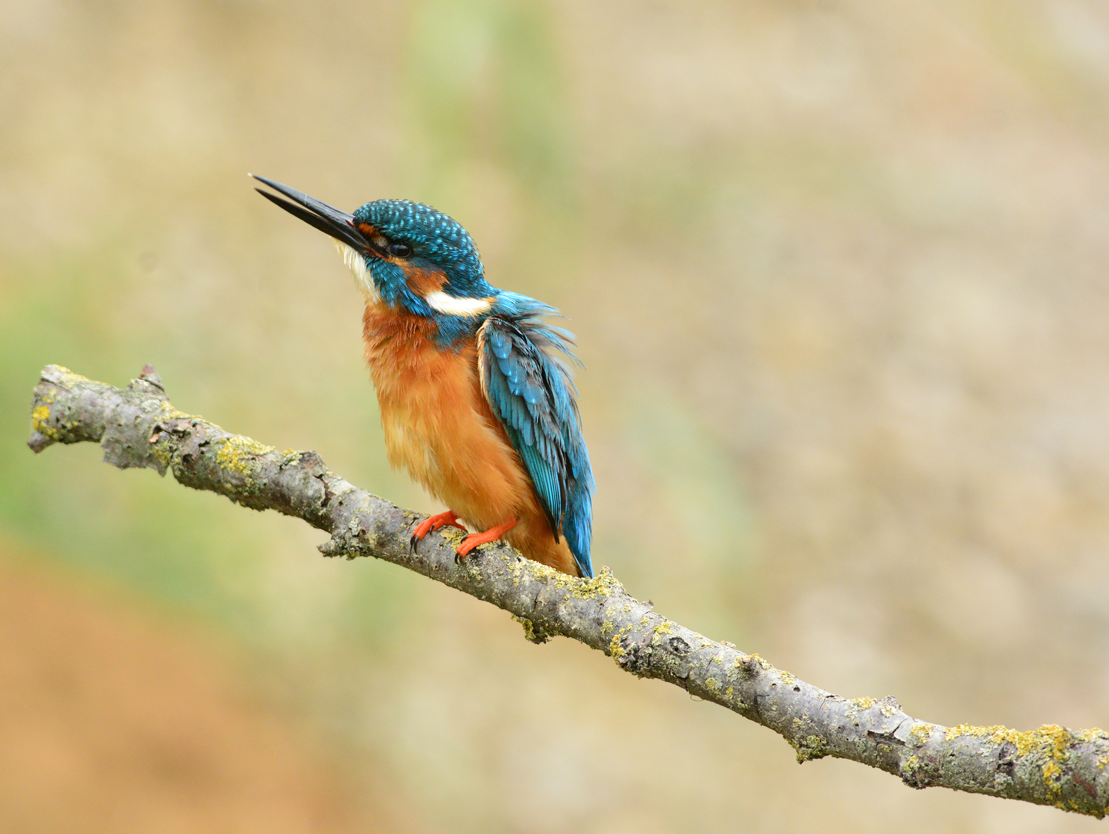 martin pescatore soffffft