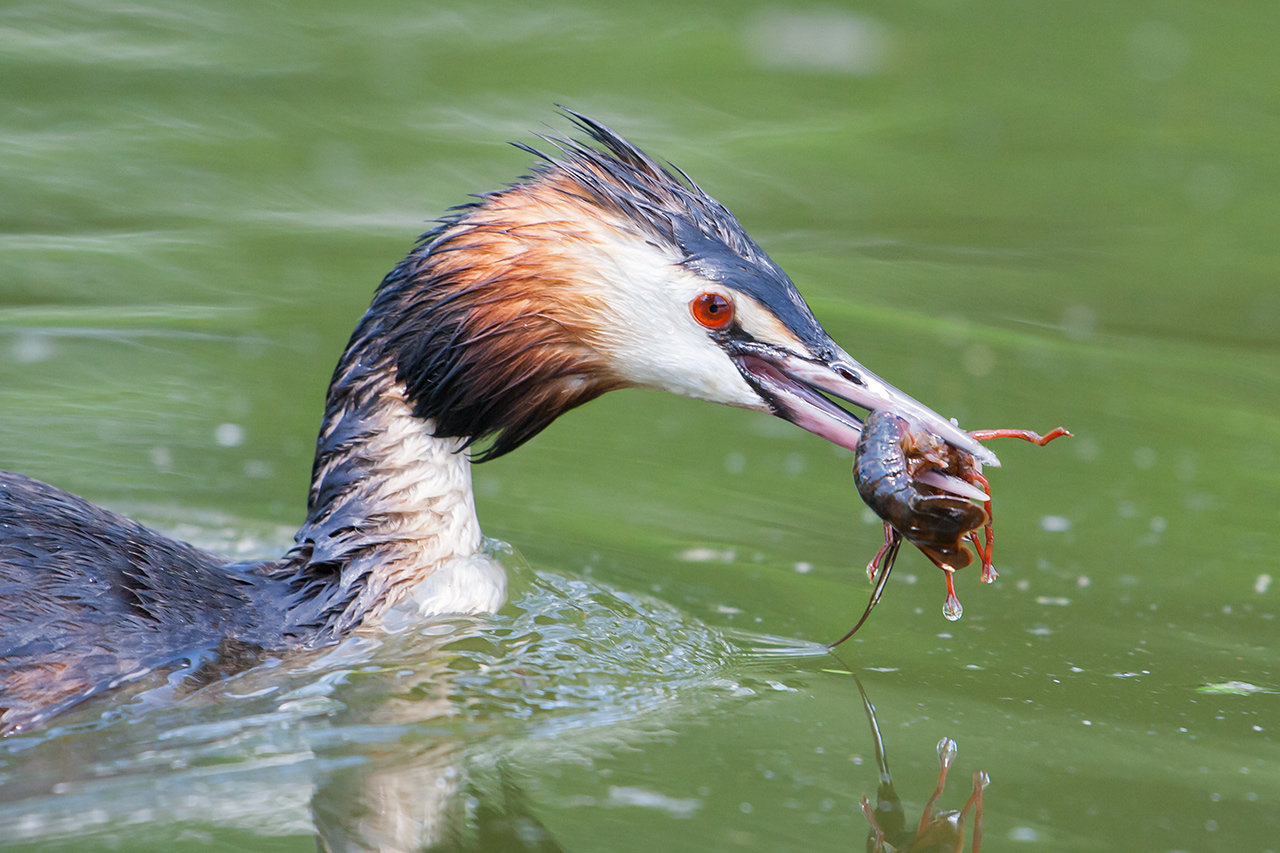 Pesca Grossa, Svasso maggiore