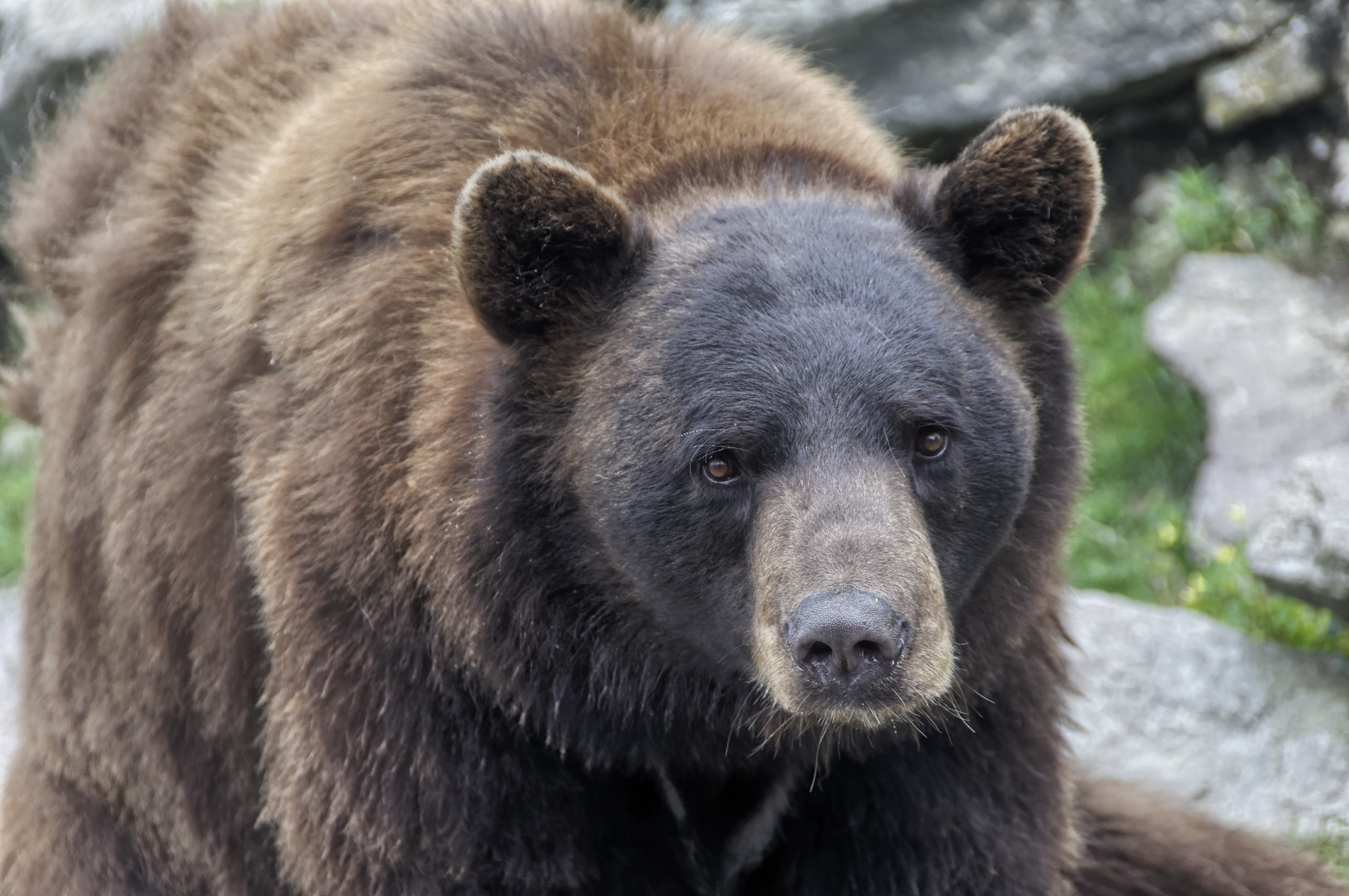 Orso a Grand Father Mountain