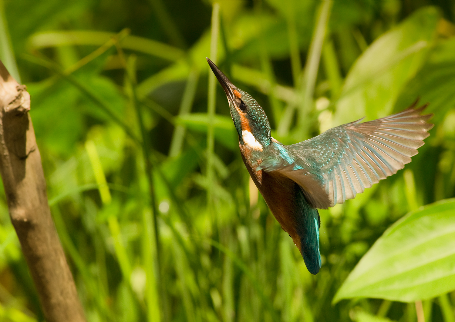 martino to the roost