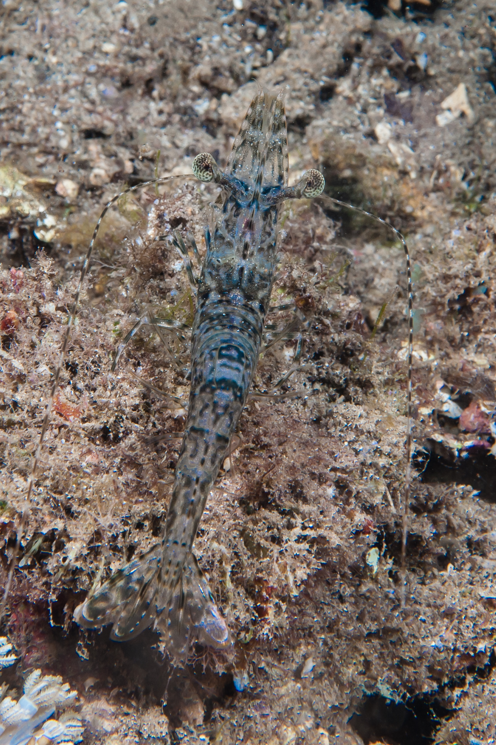 hetropenaeus longimanus