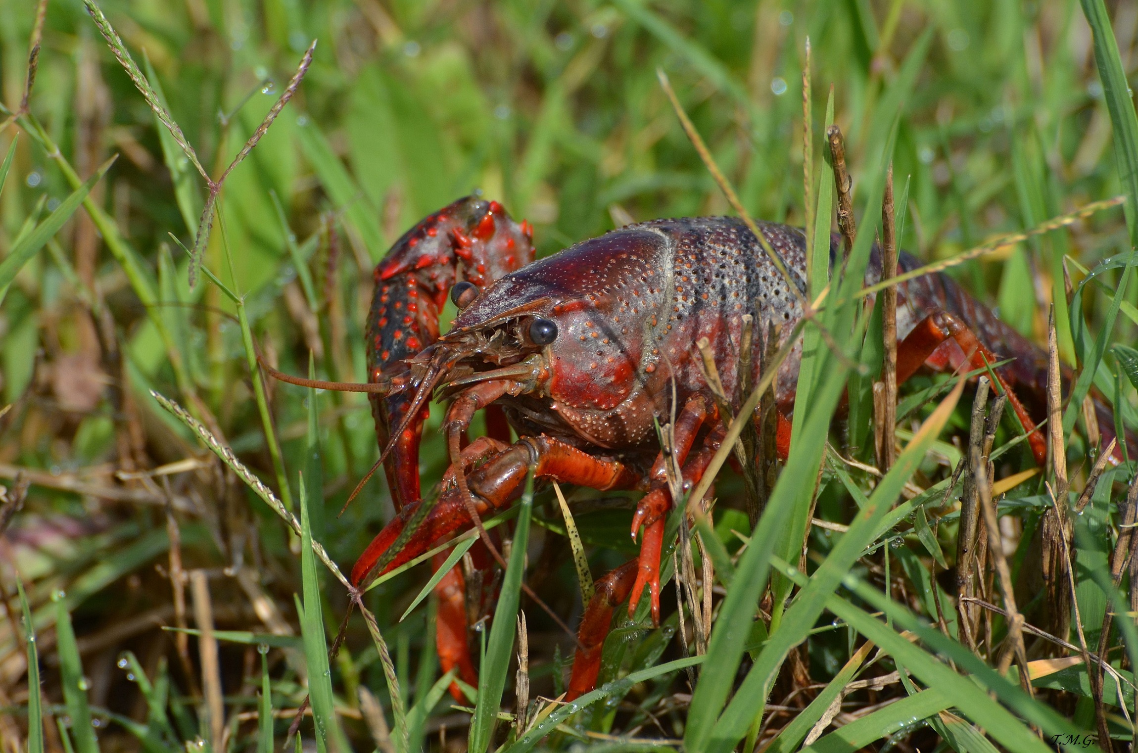 Killer Shrimp or Louisiana