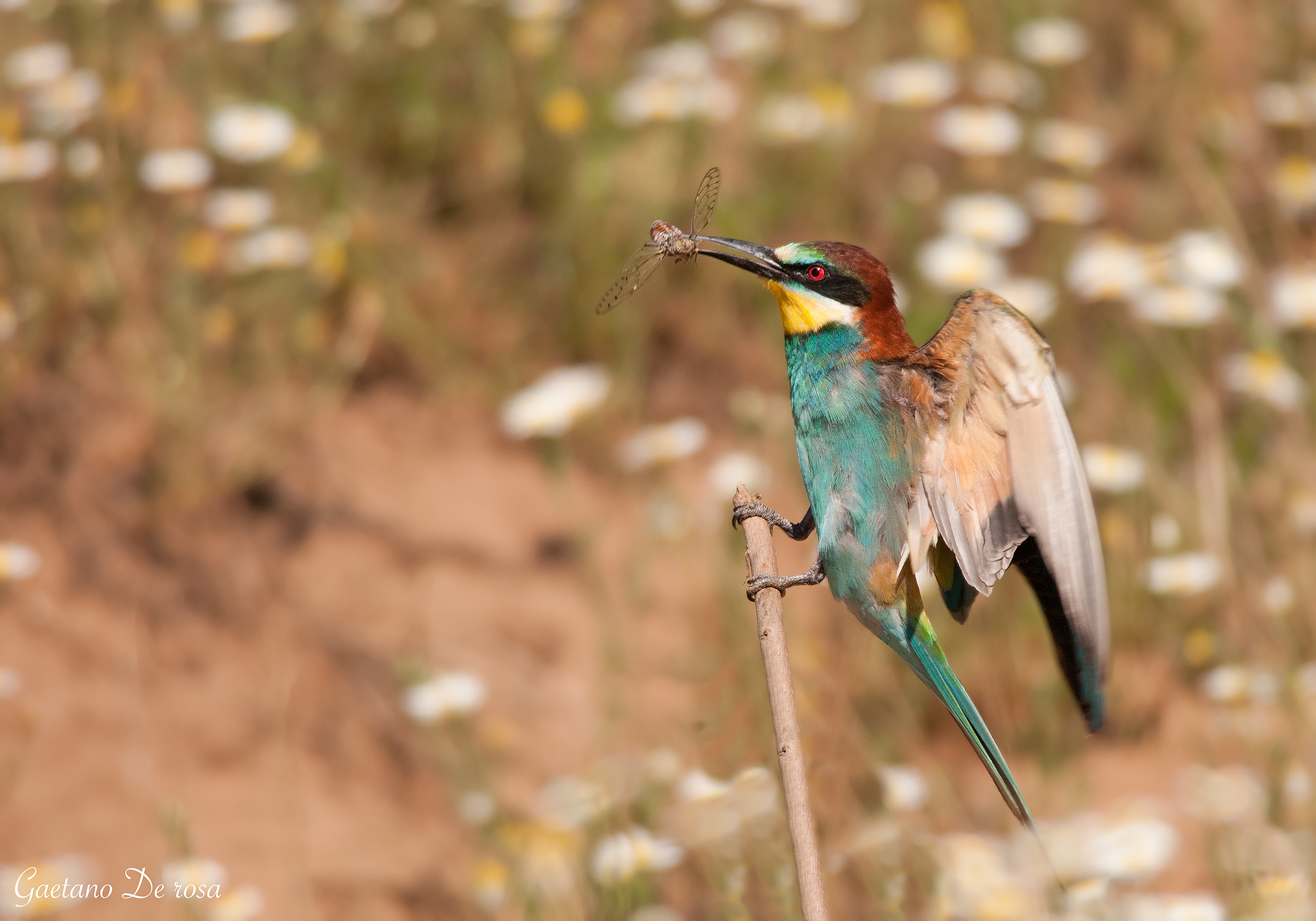 Gruccione con cicala