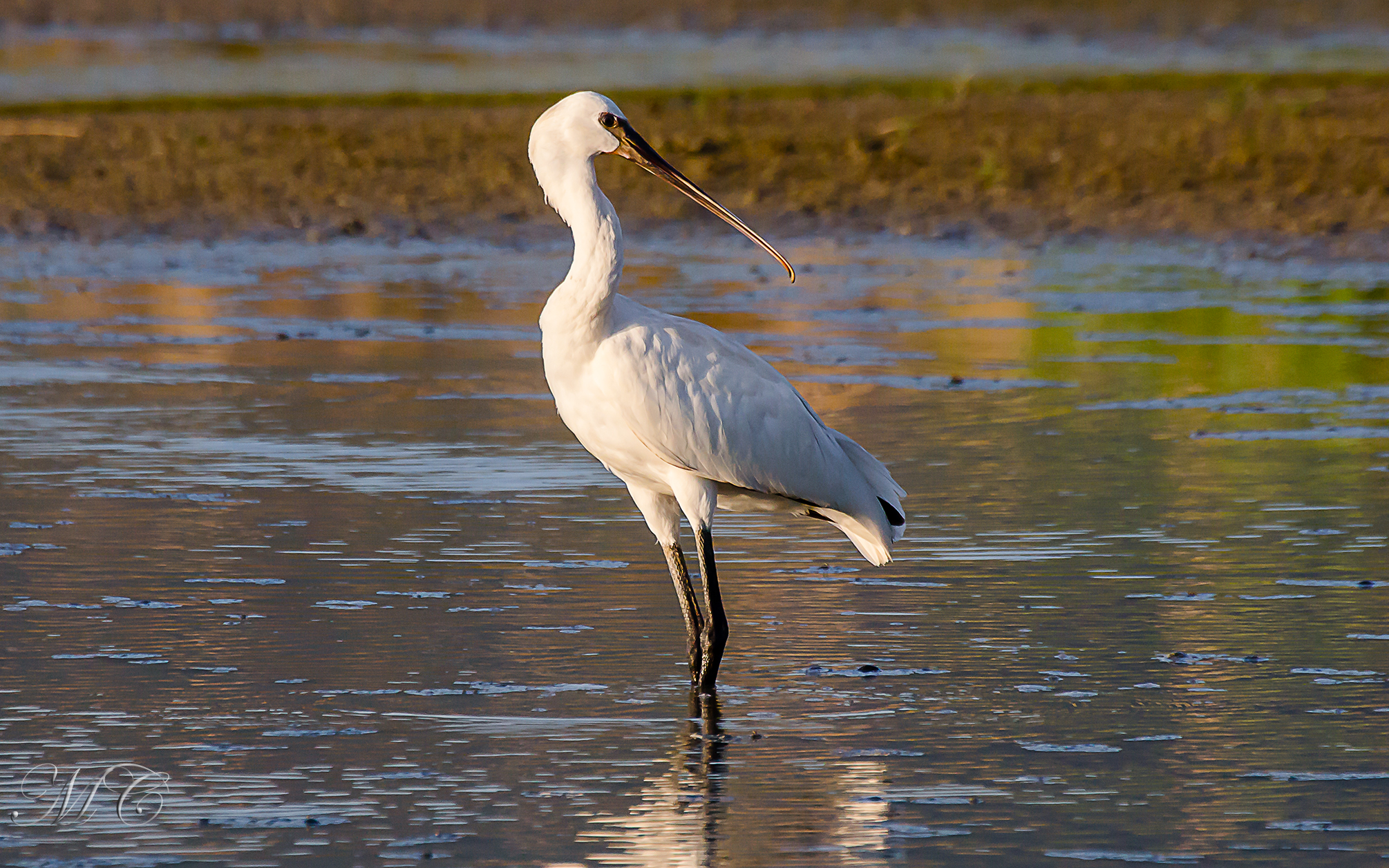 Spoonbill at sunset.