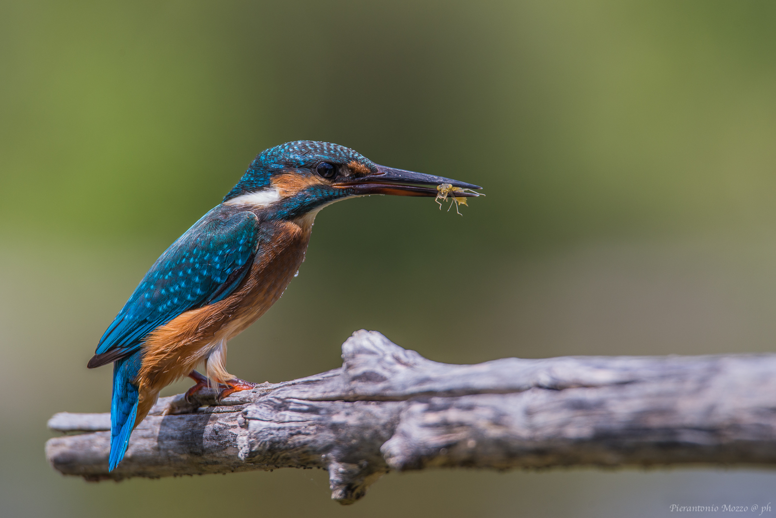 Kingfisher and its prey