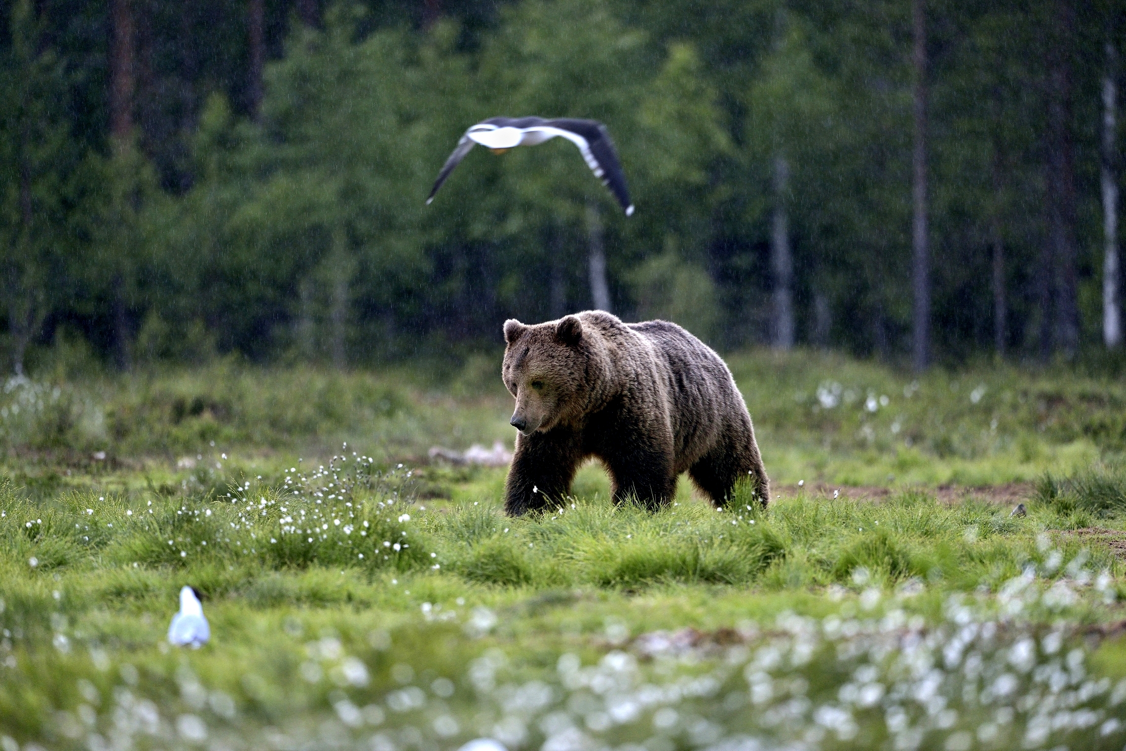 Boreal - Orso bruno sotto la pioggia