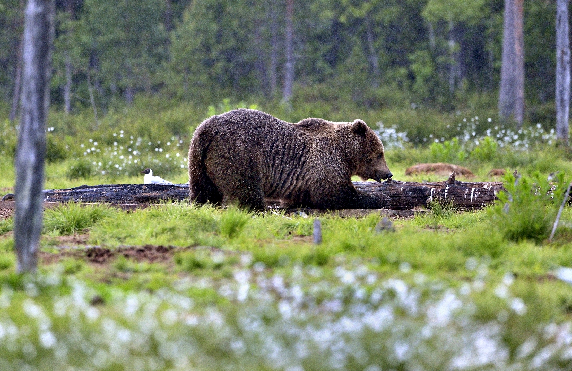 Boreal - Orso bruno sotto la pioggia