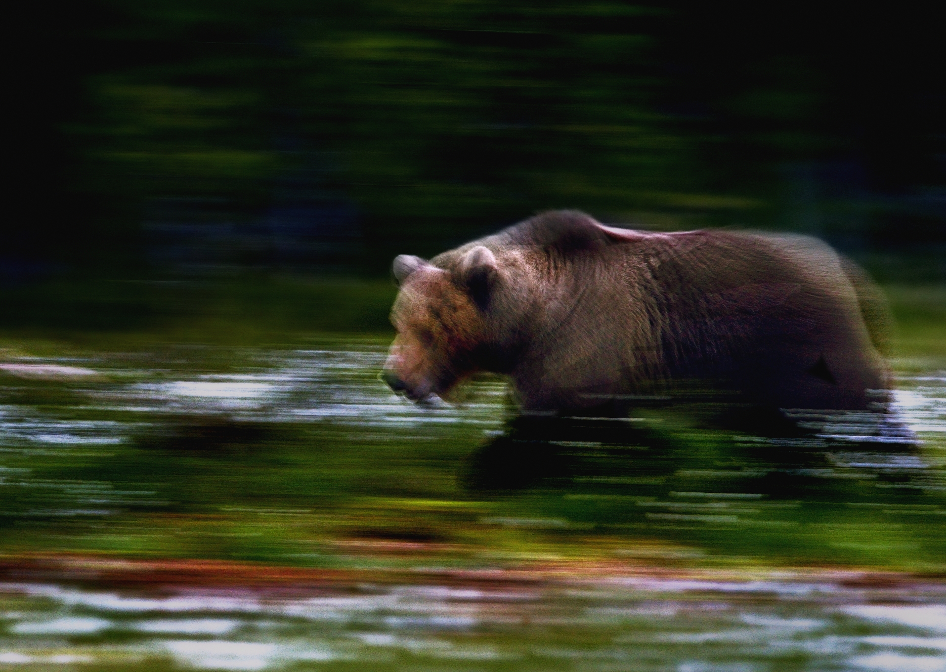 Boreal - ombre nella notte