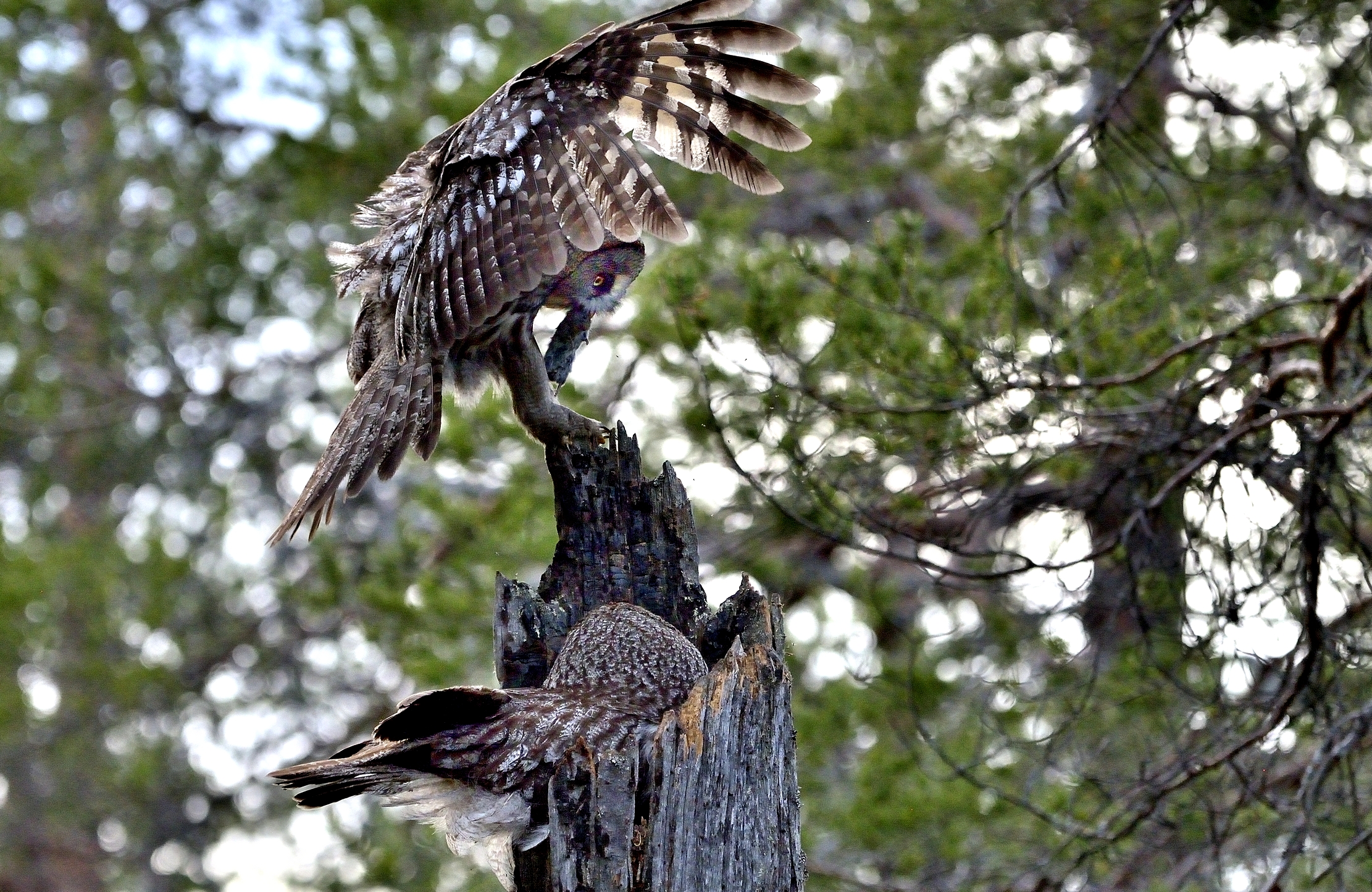 Allocchi di Lapponia