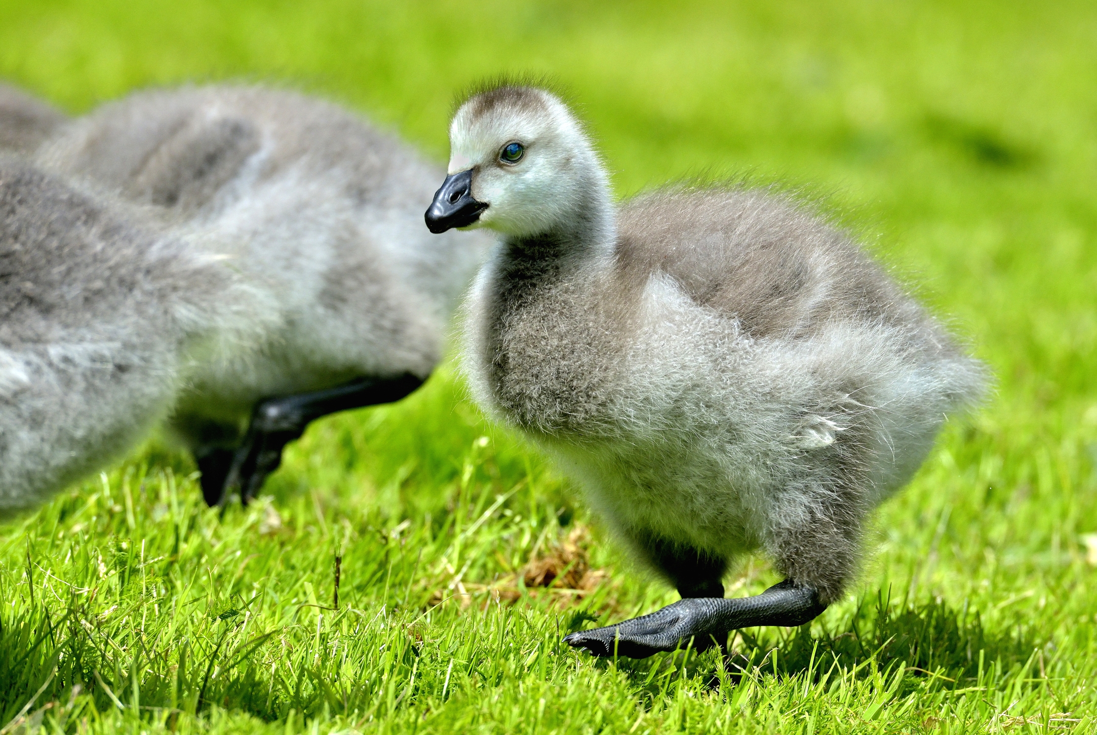 Pullo di oca canadese