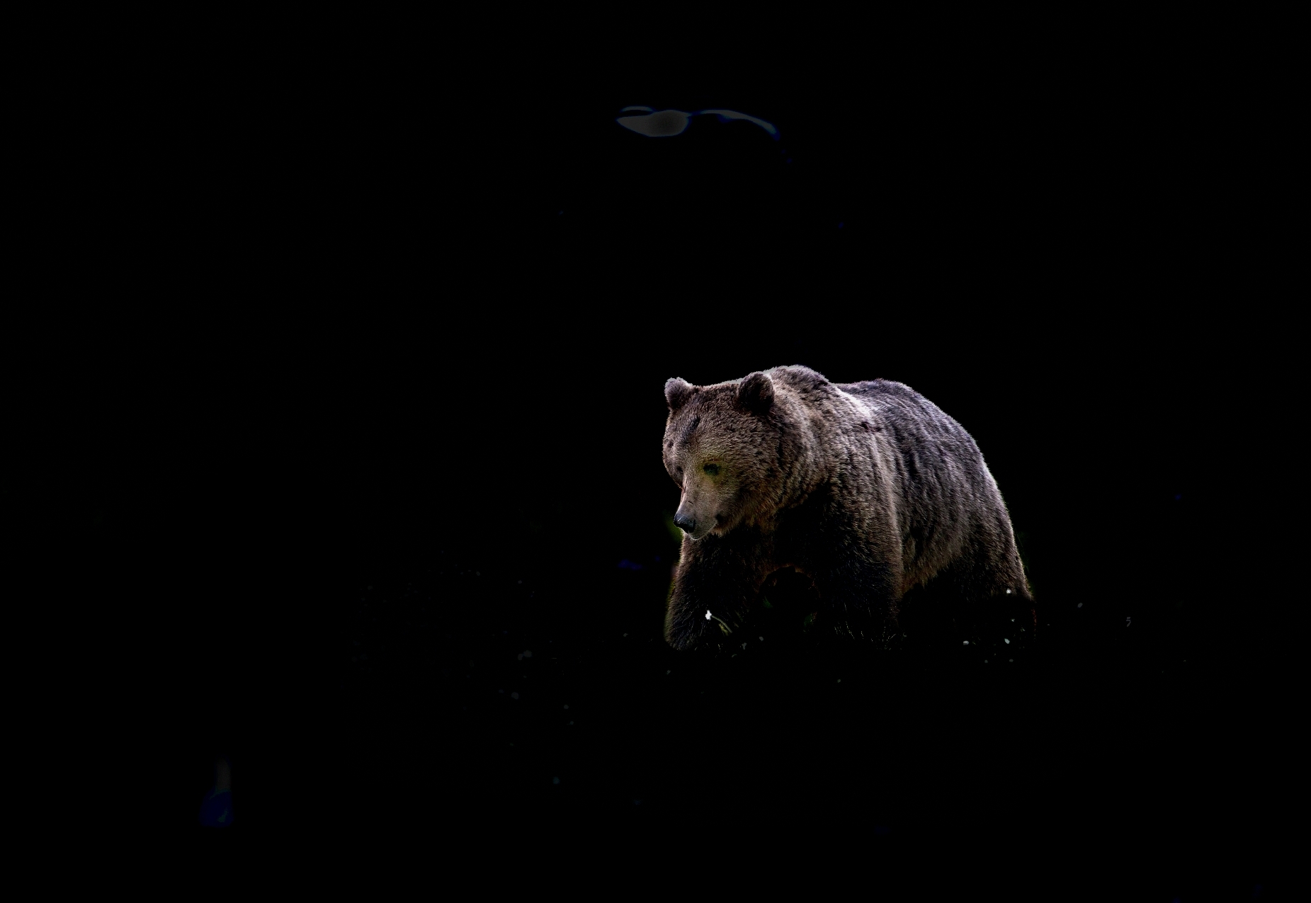 Boreal - ombre nella notte