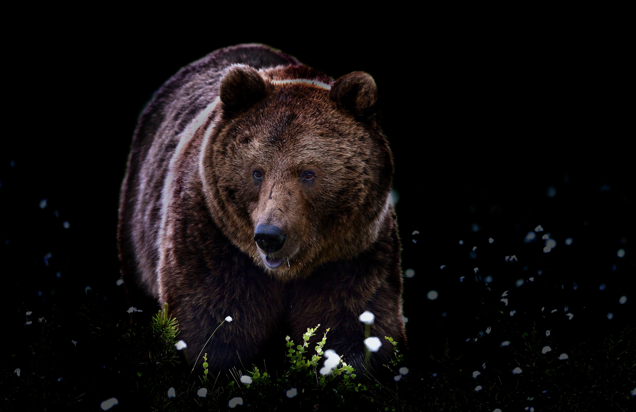 Boreal - ombre nella notte