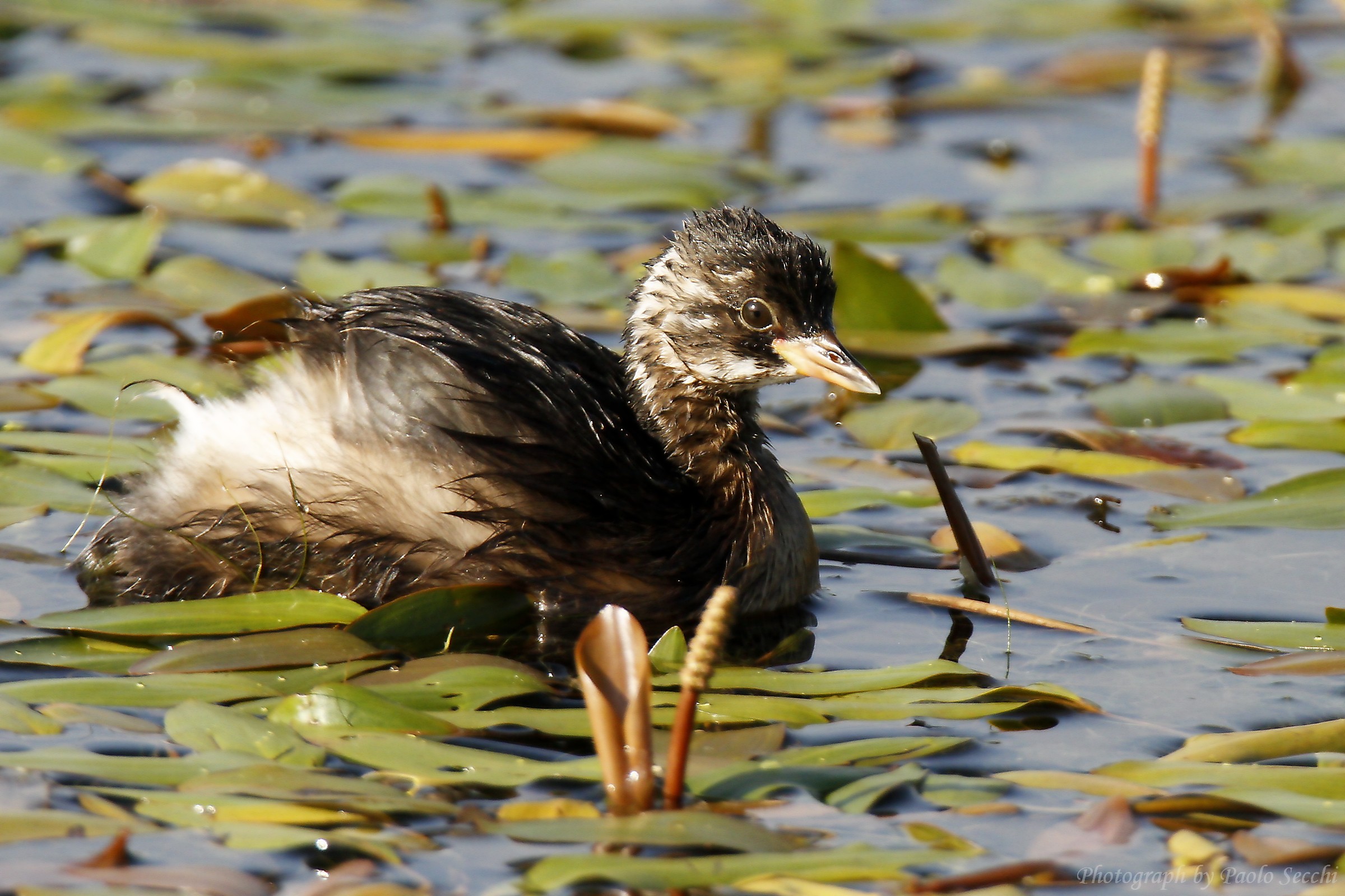 Wet like .... a little grebe