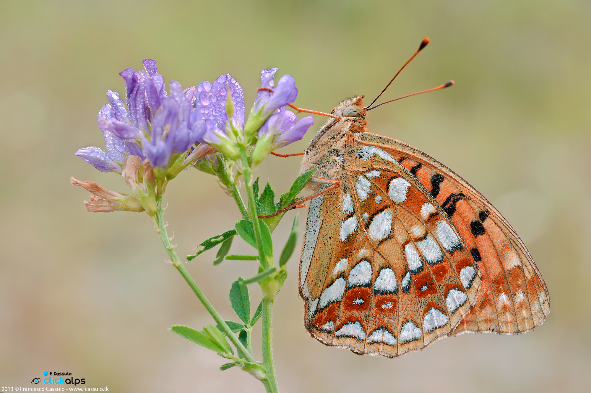 Fabriciana adippe (Denis & Schifferm?ller, 1775)