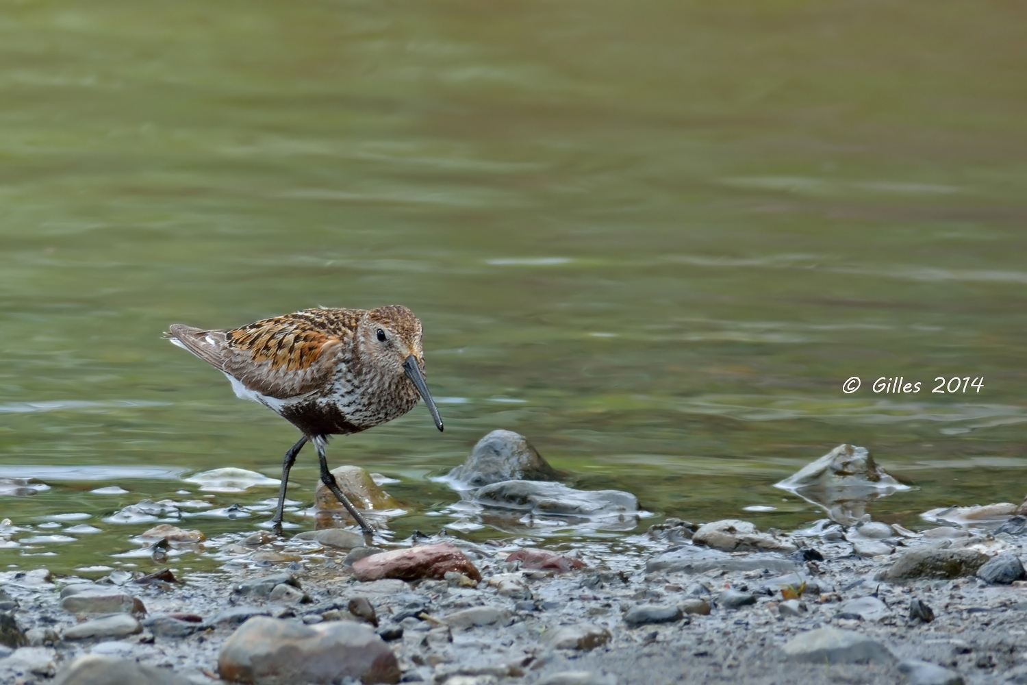 Dunlin (Calidris alpina)