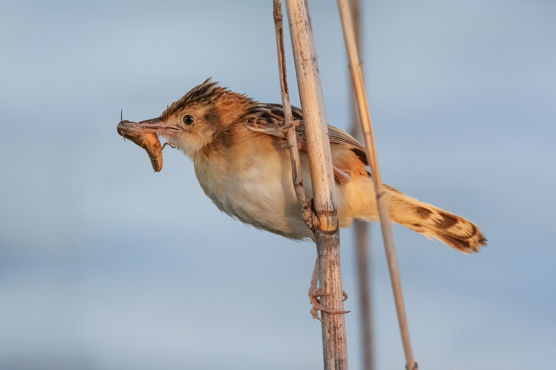 Il pranzo el beccamoschino