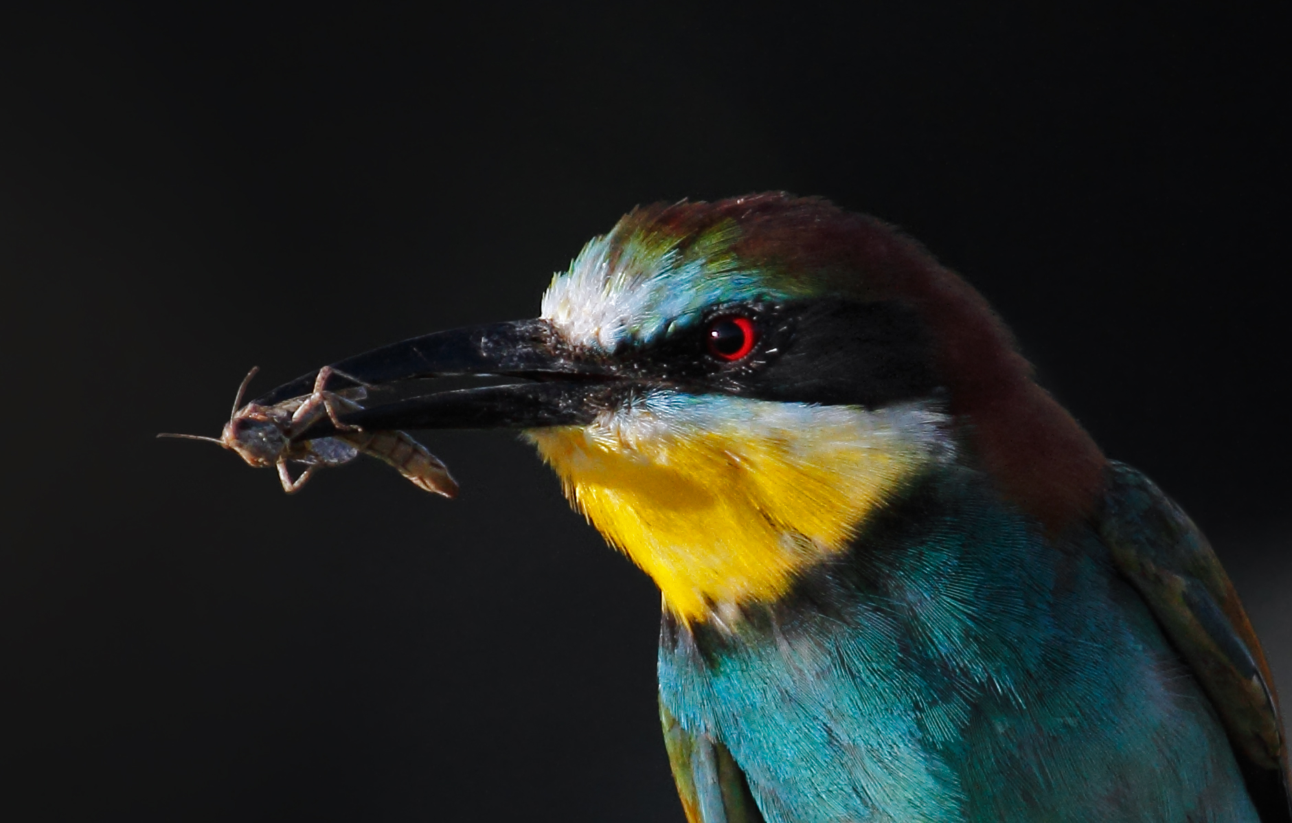 bee-eater with prey