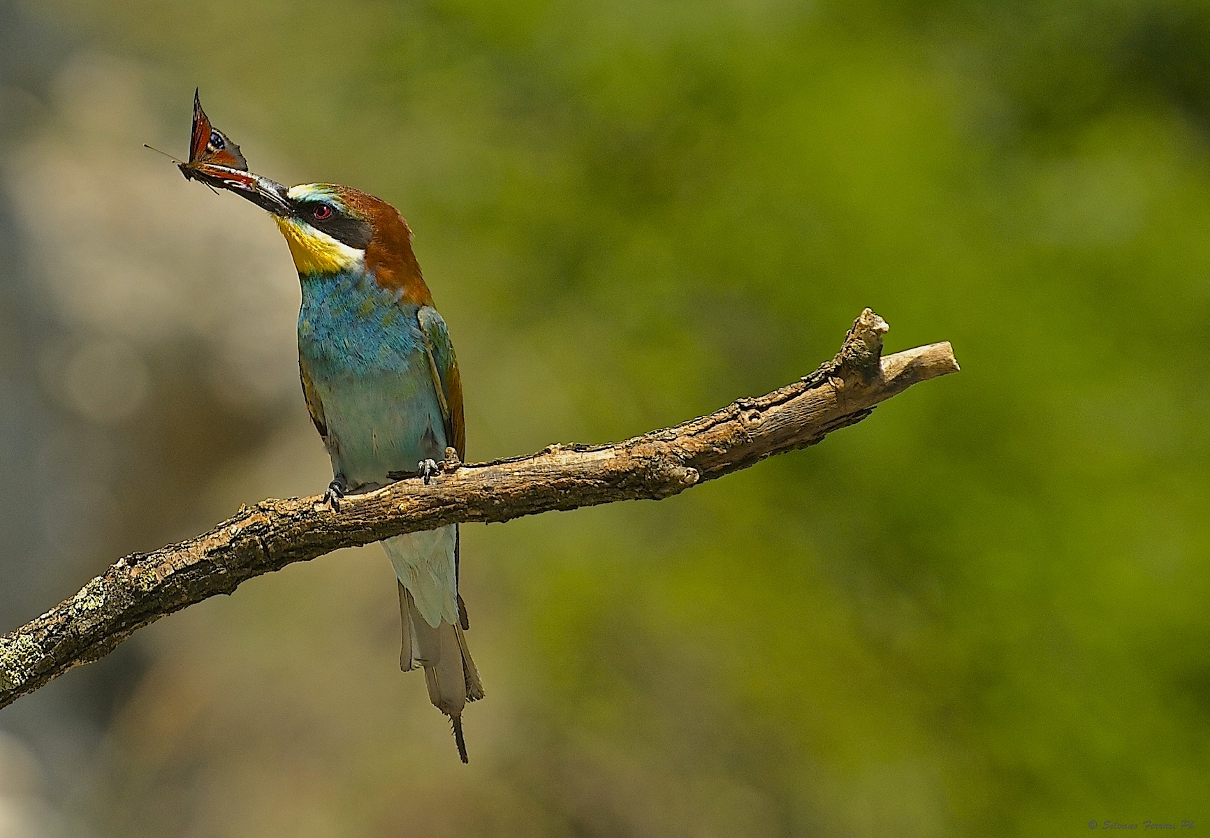 The unfortunate Vanessa ...