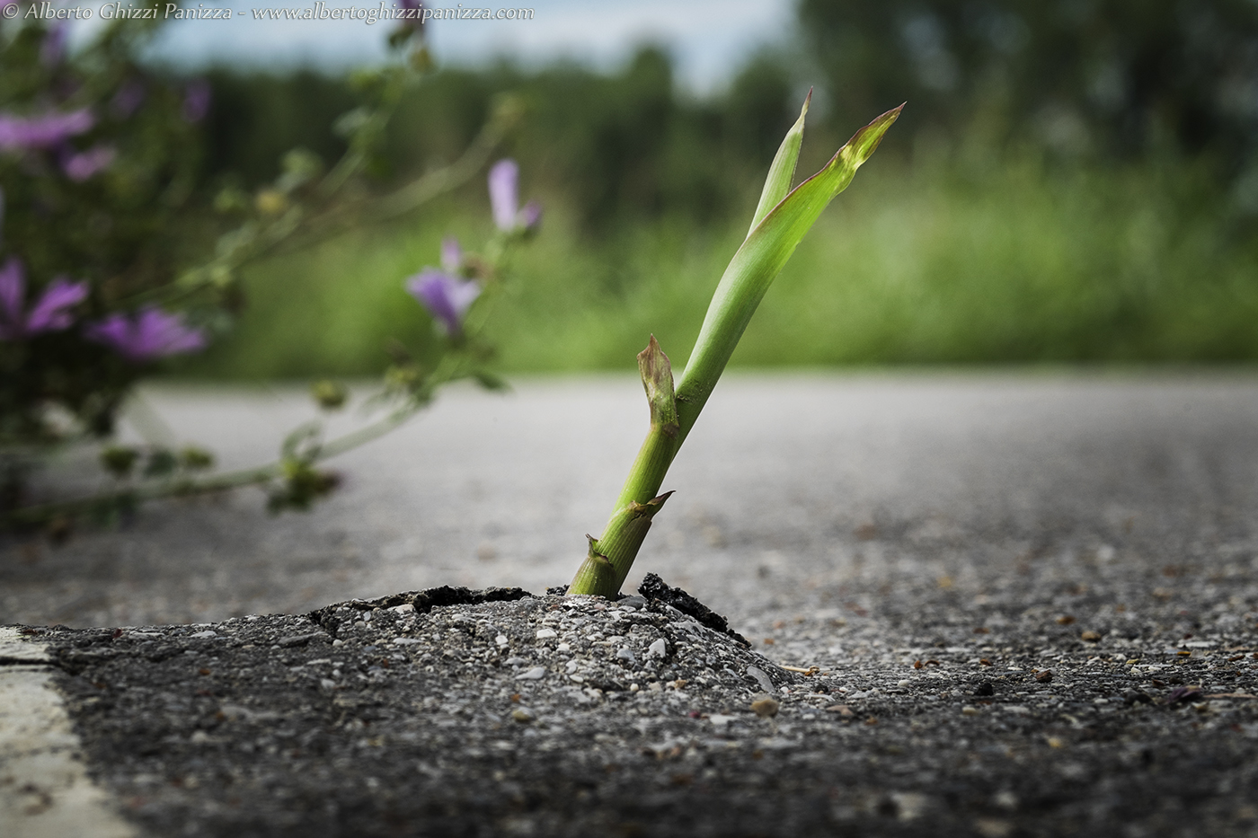 La forza della Natura