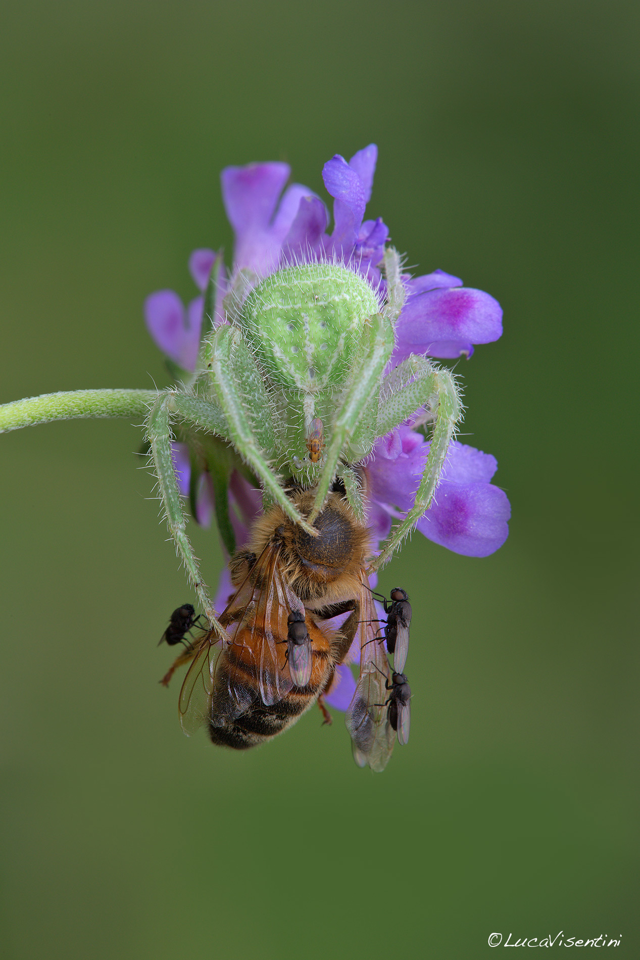Heriaeus graminicola