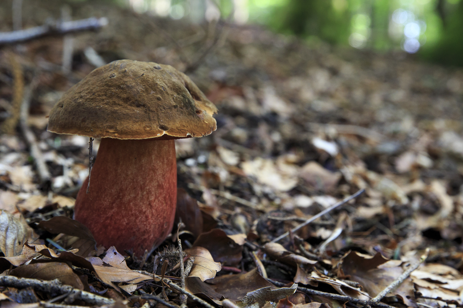 Boletus calopus - Porcino gambo rosso