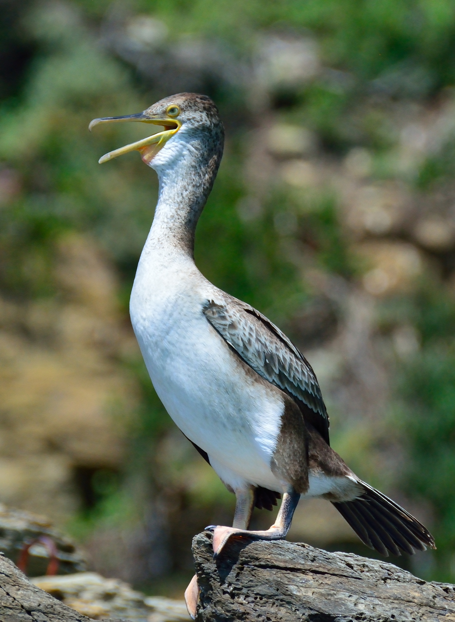 Cormorant white