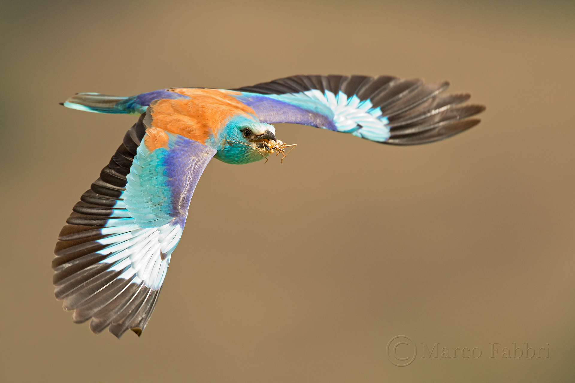 In flight with the cue