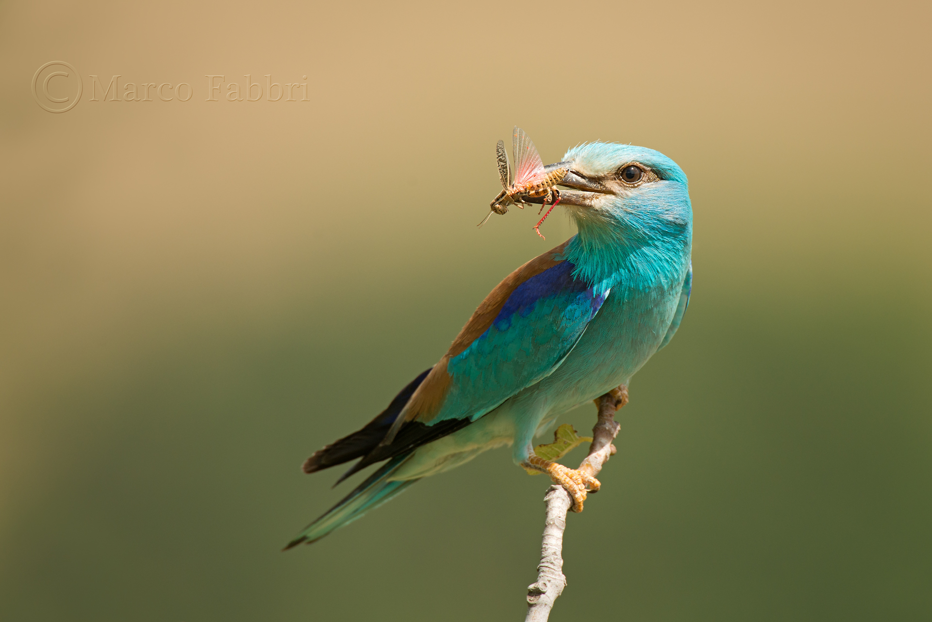 Jay Marina with prey