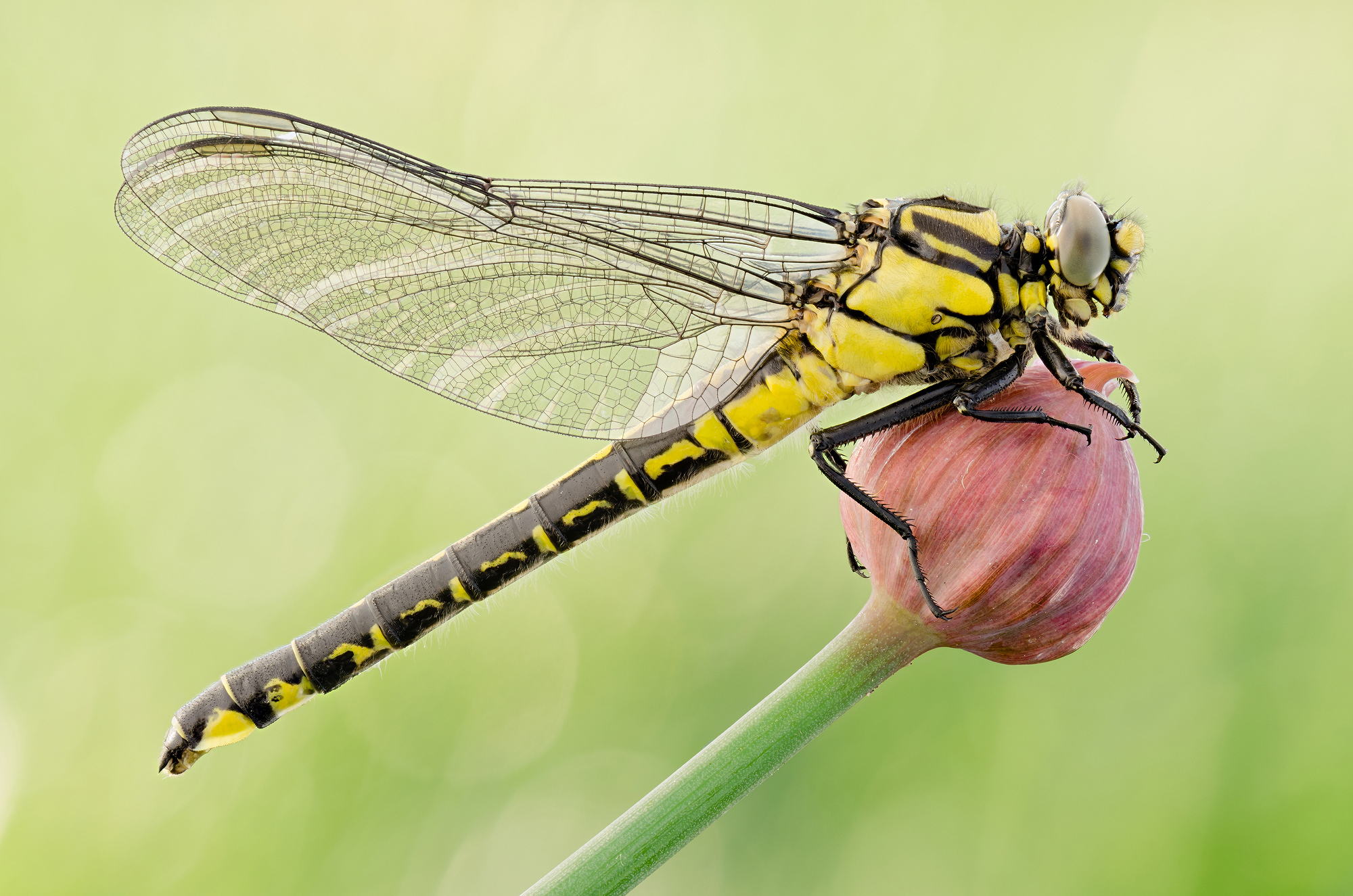 Gomphus vulgatissimus