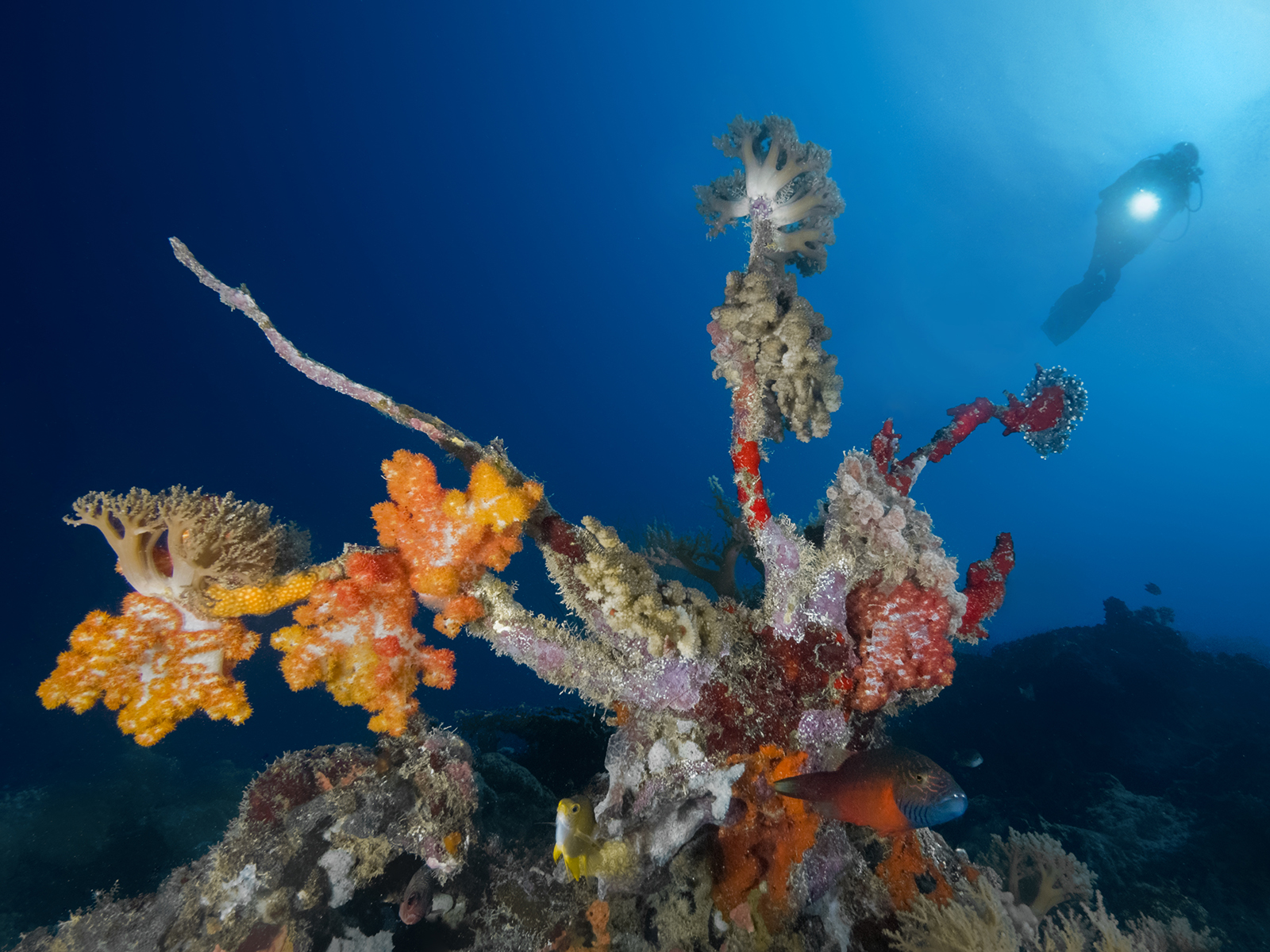 The depths of Palau (Micronesia)