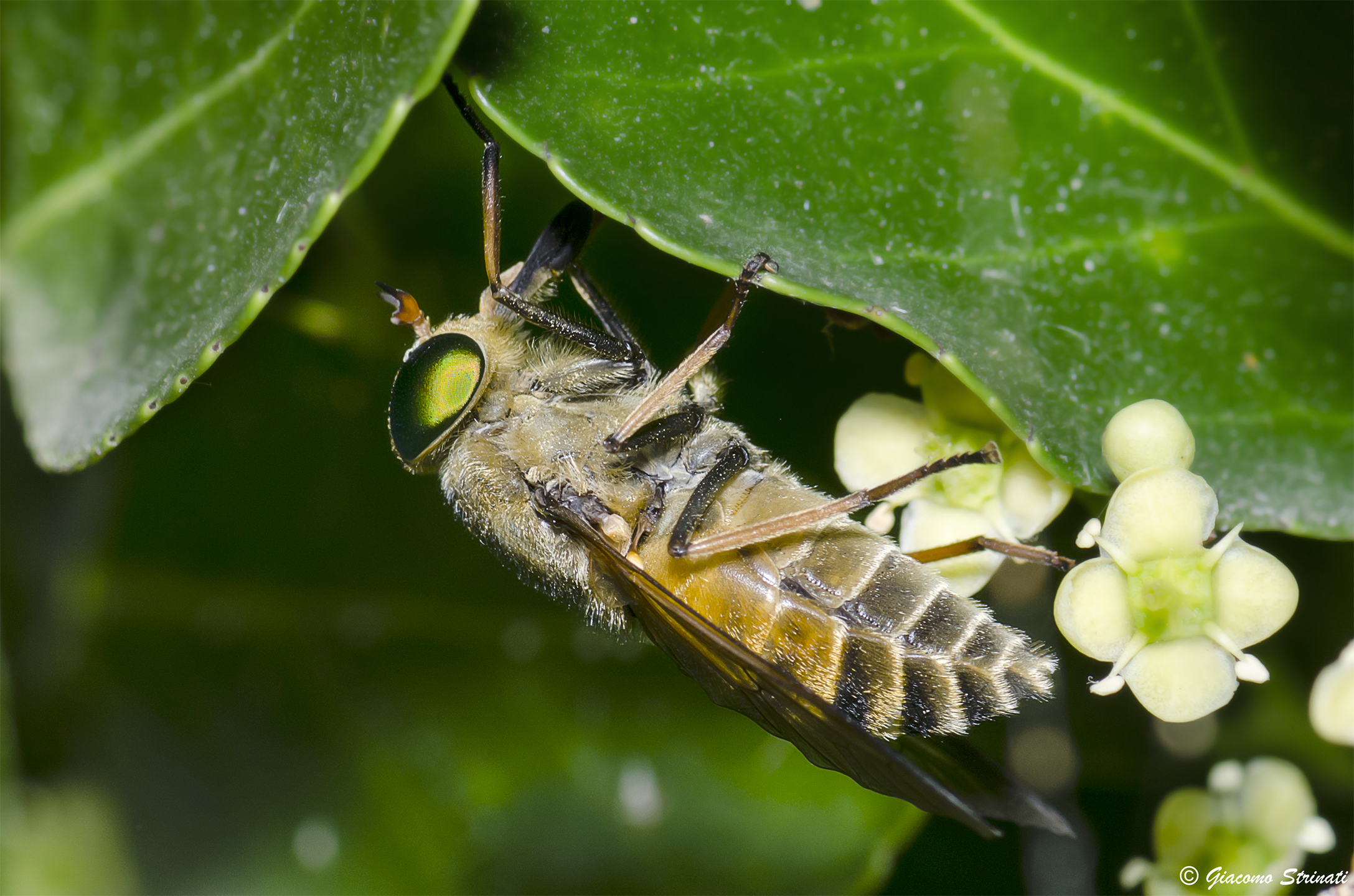 Tabanidae