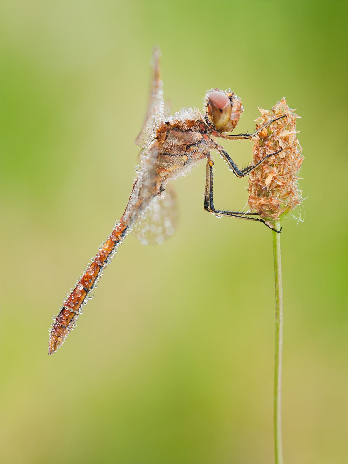 Sympetrum