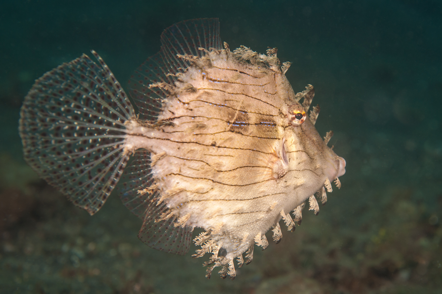 chaetodermis penicilligera