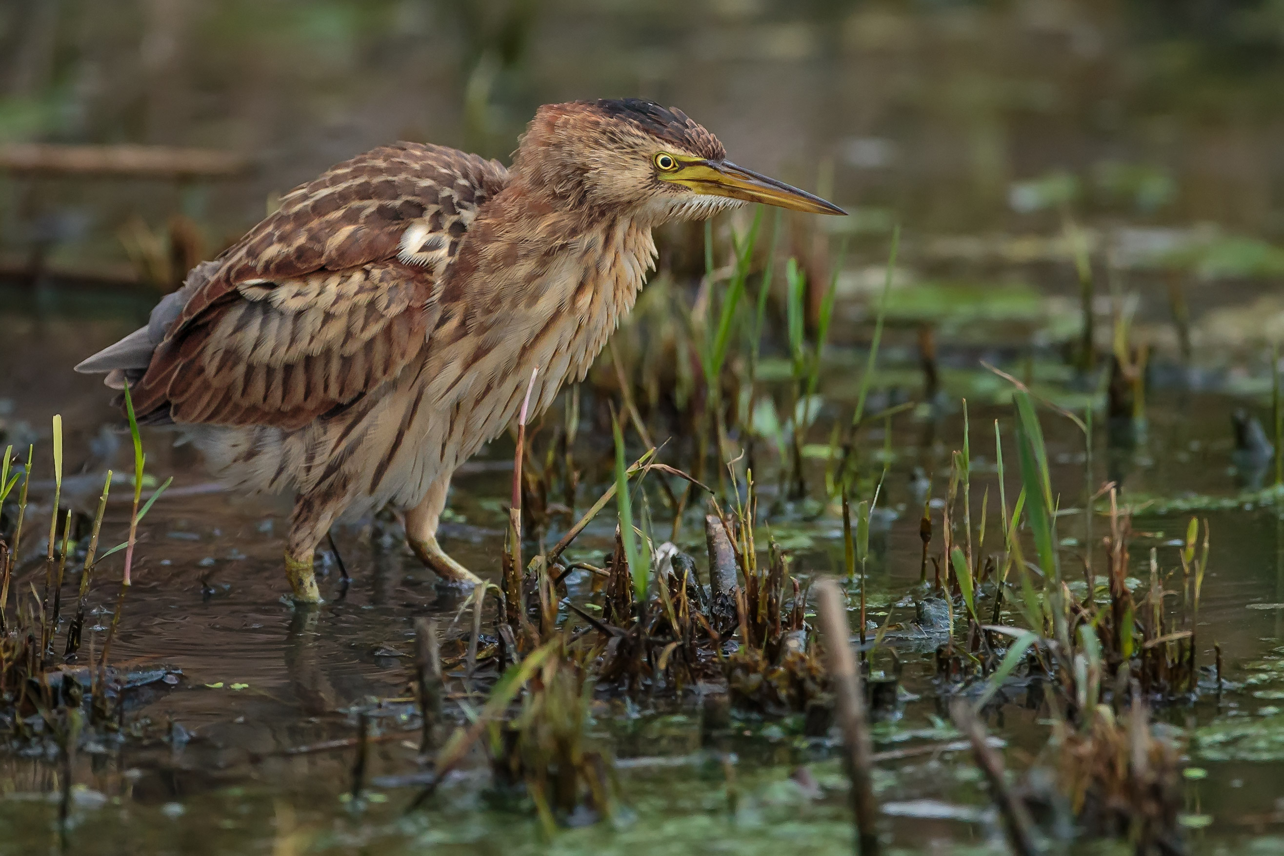Una scrollatina che non mi vede nessuno