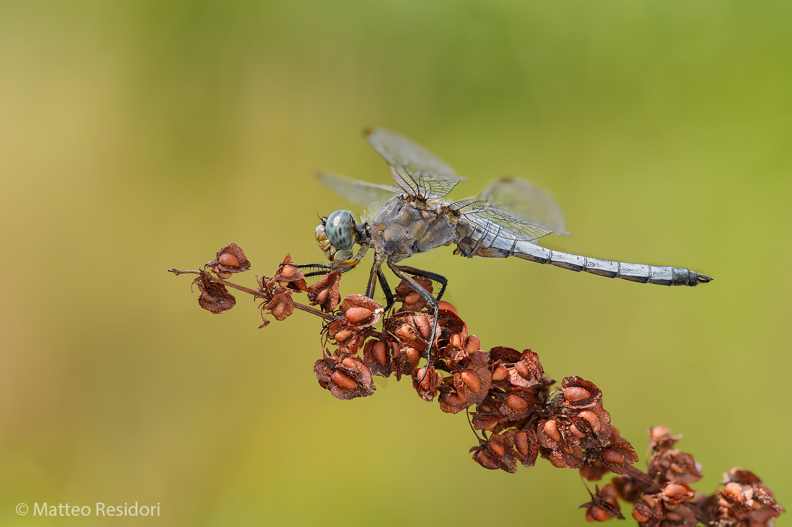 Libellula depressa (male)