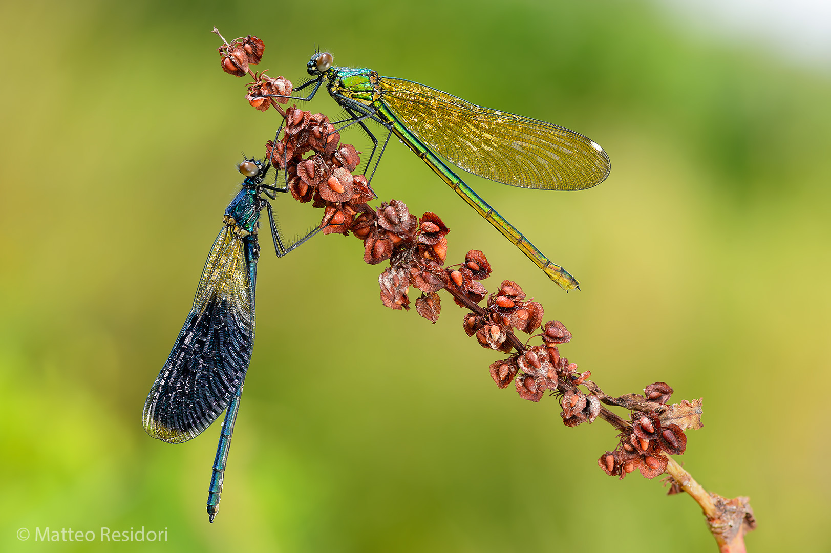 Calopteryx splendens (maschio e femmina)