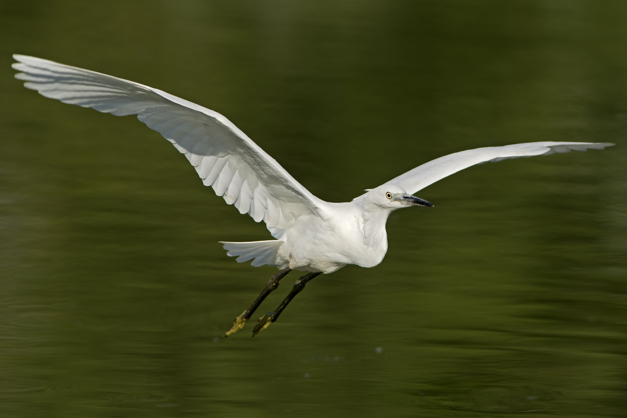 egret in flight