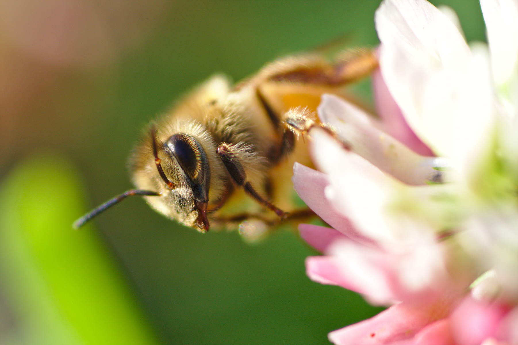 Vivitar Series 1 105mm 2.5