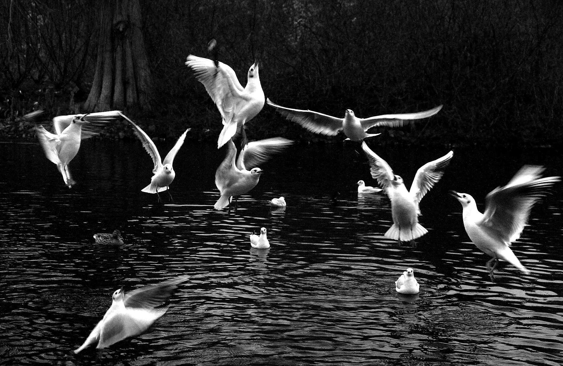 in formazione (una street animalesca)