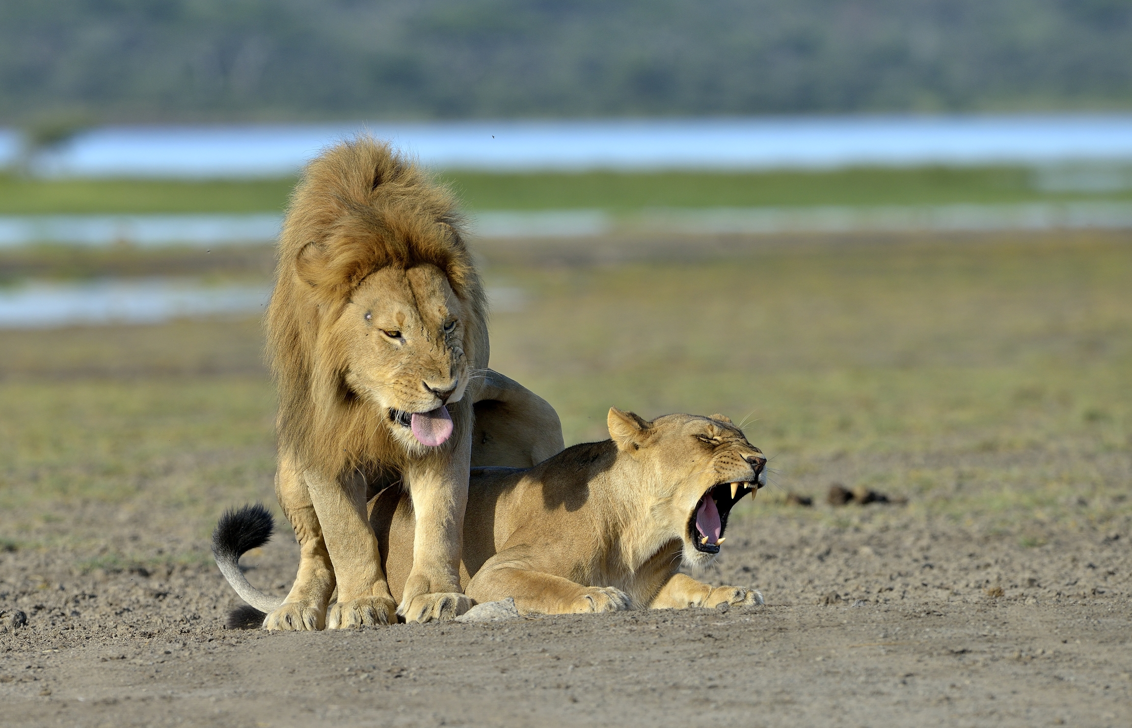 ngorongoro cons. area - Urla di piacere???