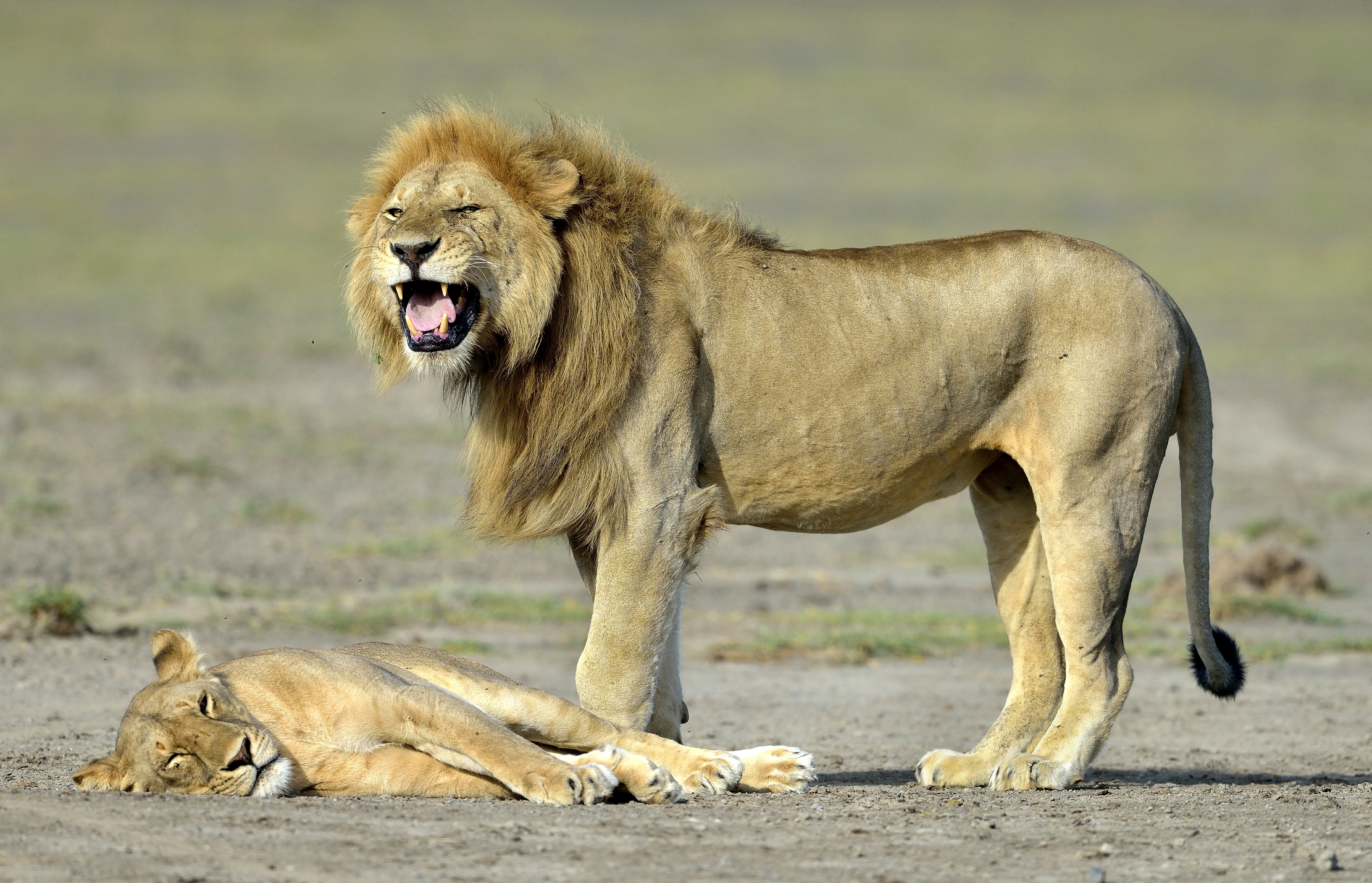 ngorongoro cons. area - Leoni
