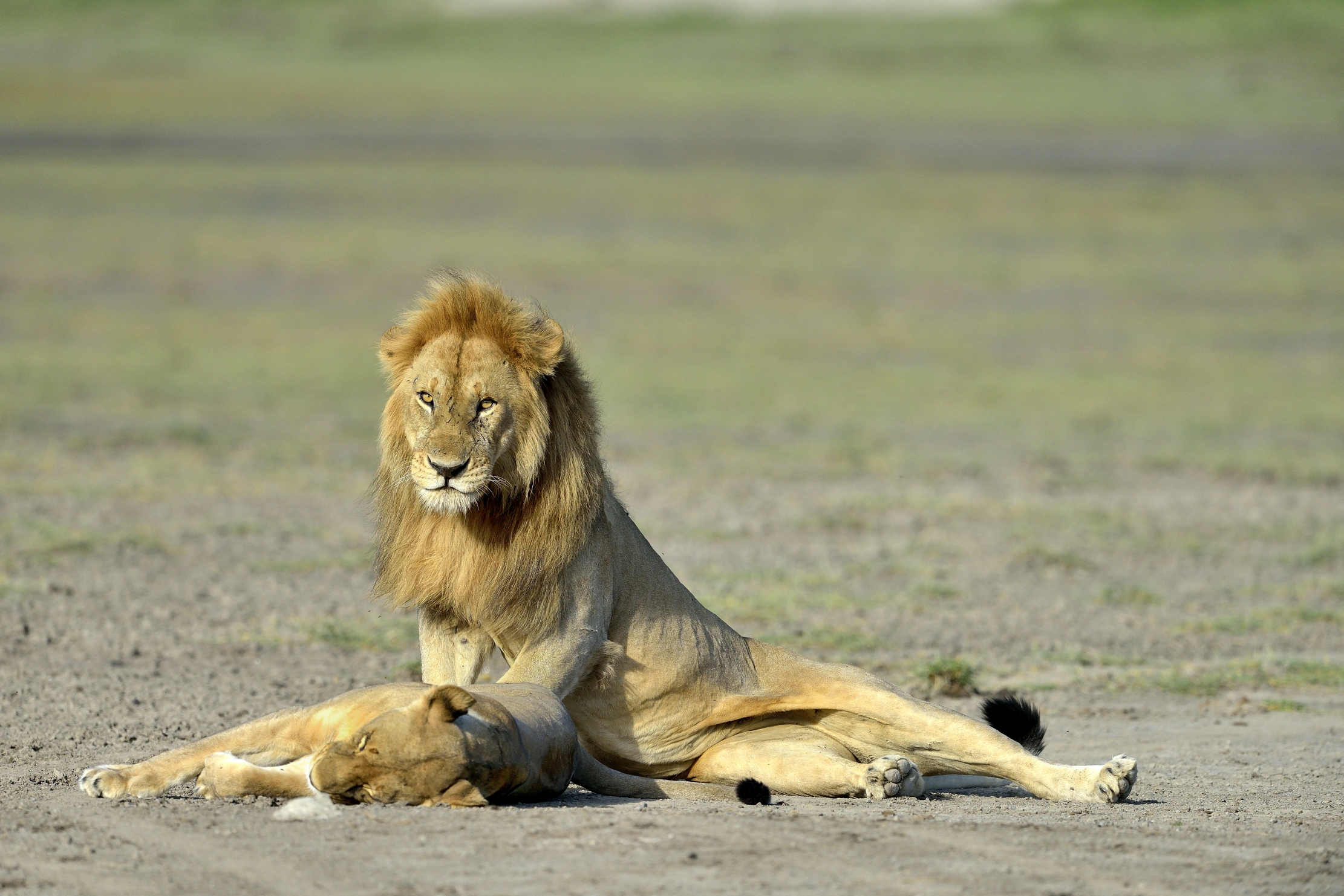 ngorongoro cons. area - Leoni
